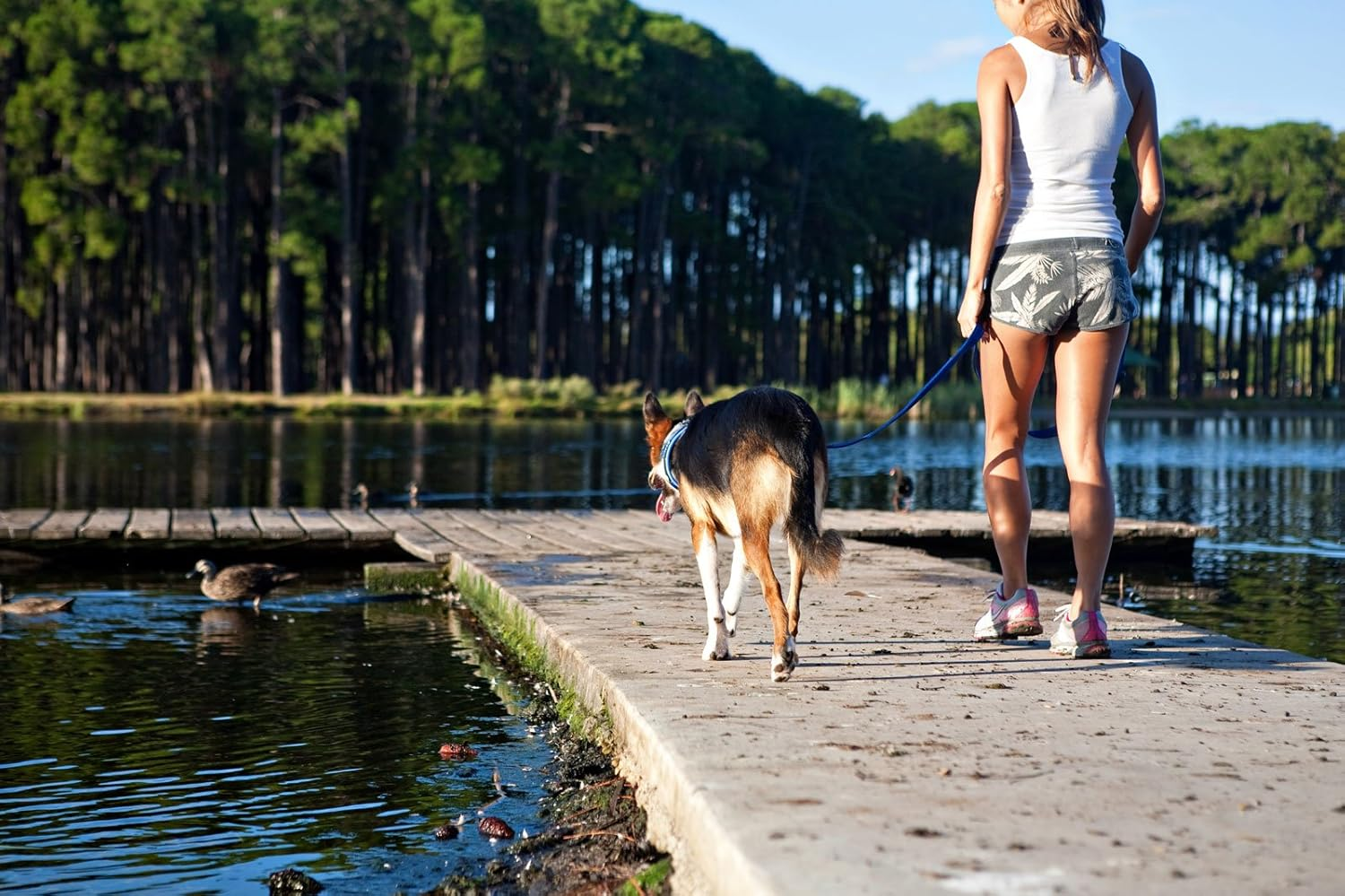 Ezydog Vario 4 Multifunction Dog Leash - 25Mm Nylon Webbing Lead for Medium & Large Dogs - 4 Leashes in 1, Soft, Comfortable, Reflective, Carbon Snap Clip, (75Mm - 180Cm, Blue) - Camo image number 7