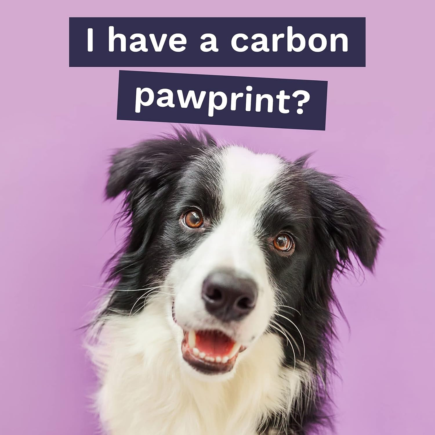 Pura Eco Pet Wipes for Dogs, Cats & Rabbits. 100% Plastic Free, 100% Biodegradable, Vegan. Great for Muddy Paws, Coats, Bottoms, Grooming & Cleaning Bulk Pack of 360 Wipes image number 5