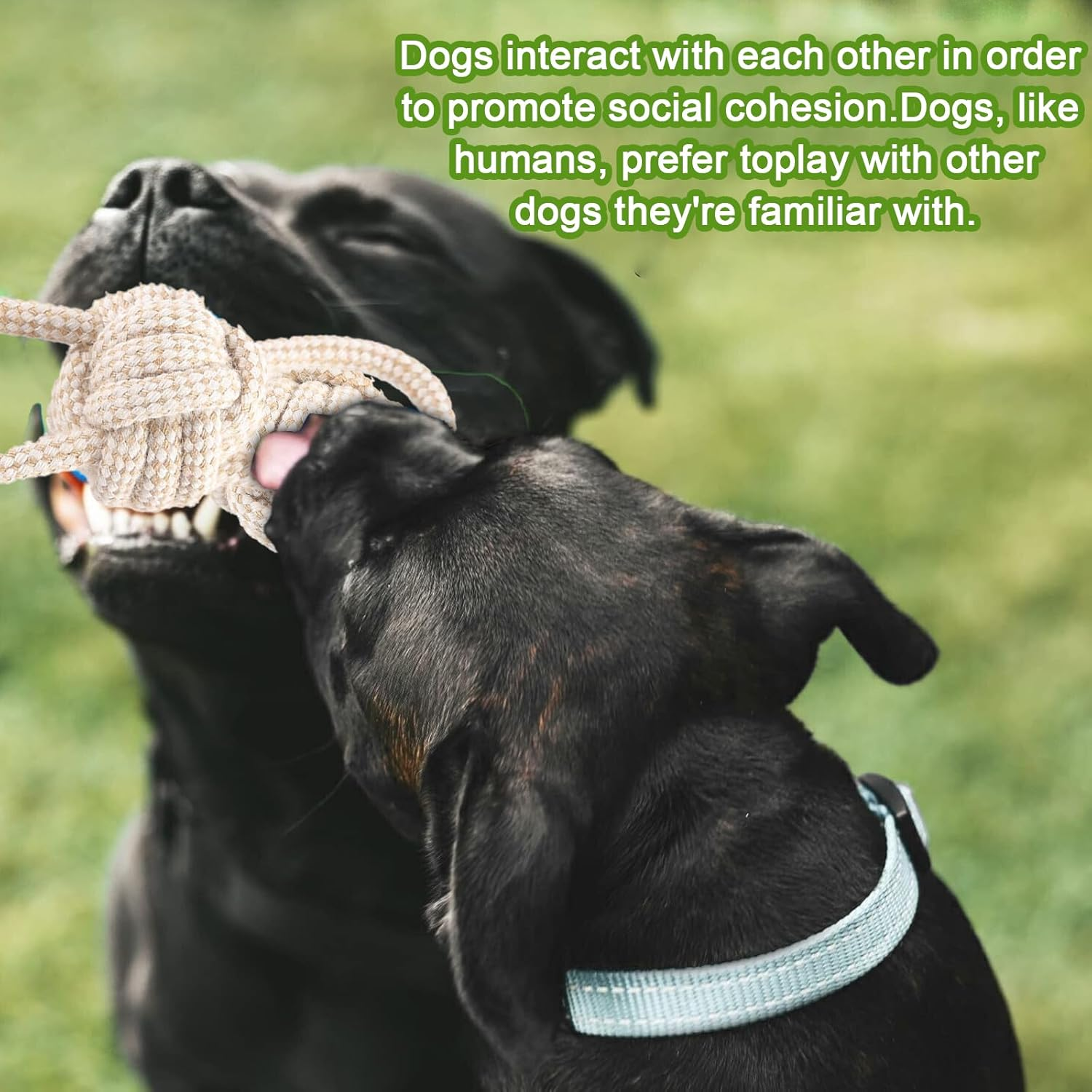 TOATELU Pack of 5 Dog Toy Rope: Chew Dog Toy Set with Knot Ball, Dog Interactive Toy, Dog Toy for Large Dogs, Medium Dogs, Small Dogs, Made of Natural Cotton image number 3