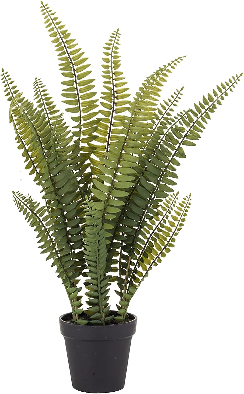 Rogue Boston Fern-Garden Pot, Green, 23 X 23 X 51 Cm