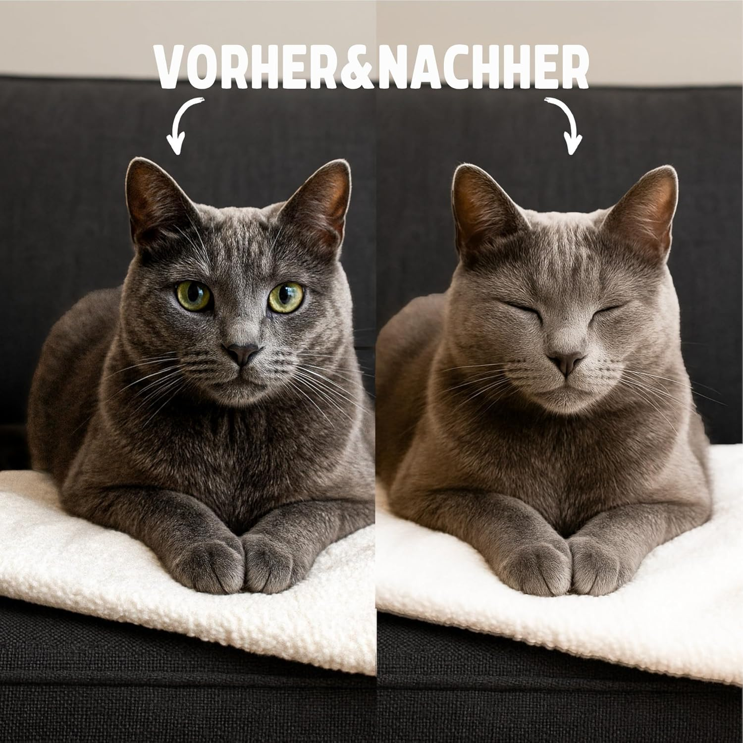 Rosewood Fur Brush for Cats - Small - Gentle Cat Brush with Firm Bristles - Black - for Daily Grooming and Shiny Fur image number 2