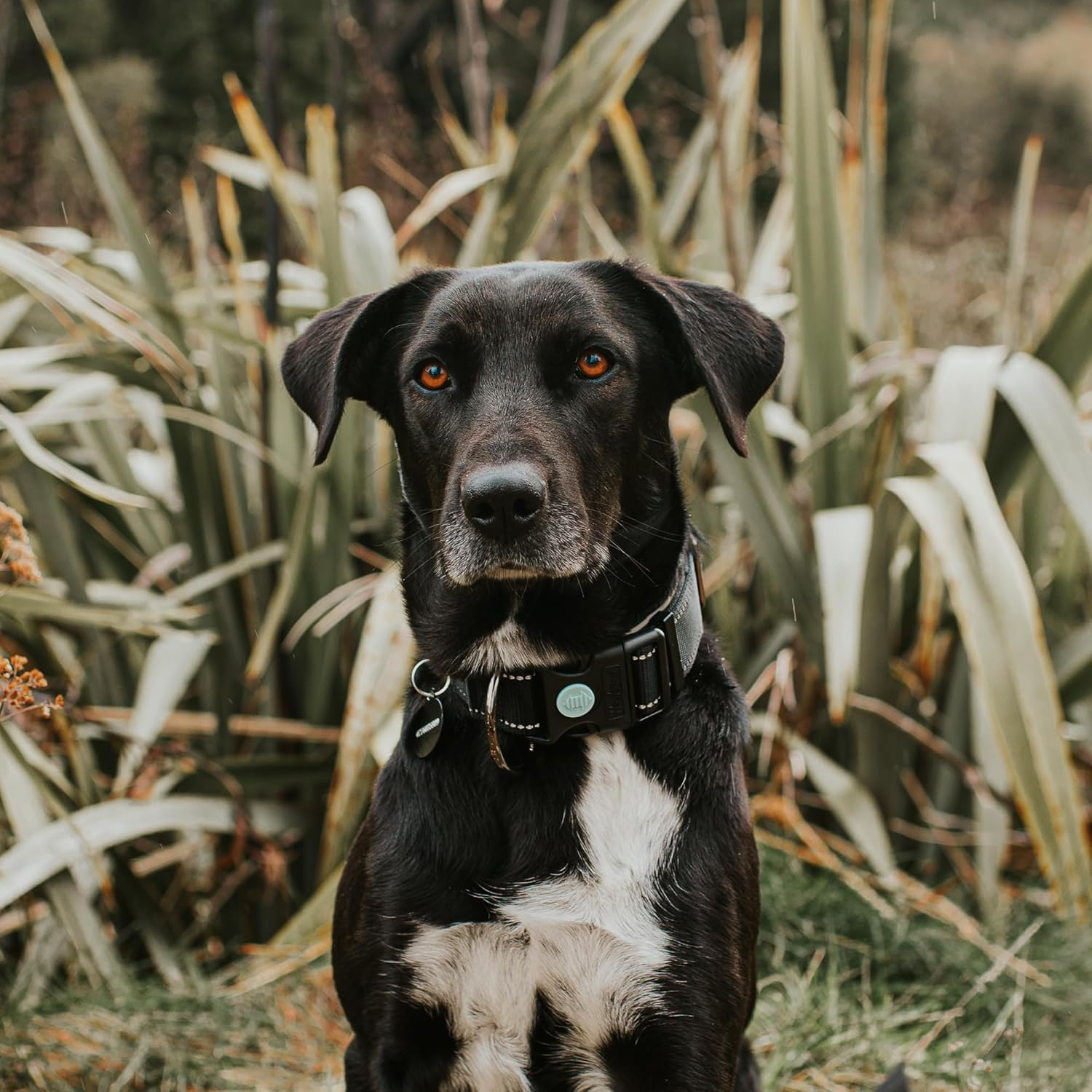 Specialist X360 Large Breed Dog Collar - Extra Large - Tough Dog Collar, Heavy-Duty, Large Breed image number 1