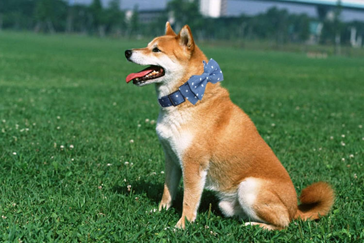 THAIN Custom Dog Collar Personalized for Male Female Dogs-Denis Dots,Plaid Pattern Engraved Pet Collars with Name Personalized Metal Buckle (S(Neck 9.8-13.8"), Denim Dots Blue) image number 3