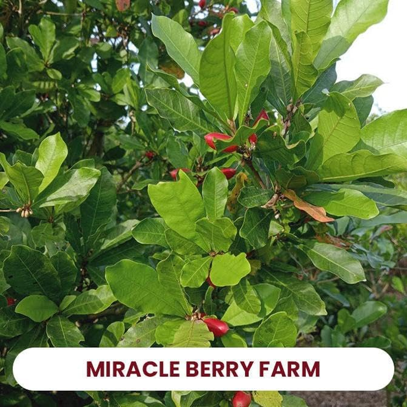 50 Halves | Miracle Fruit Freeze Dried Magic Berry Well - Turns Sour to Sweet - as Seen in TV and Tiktok