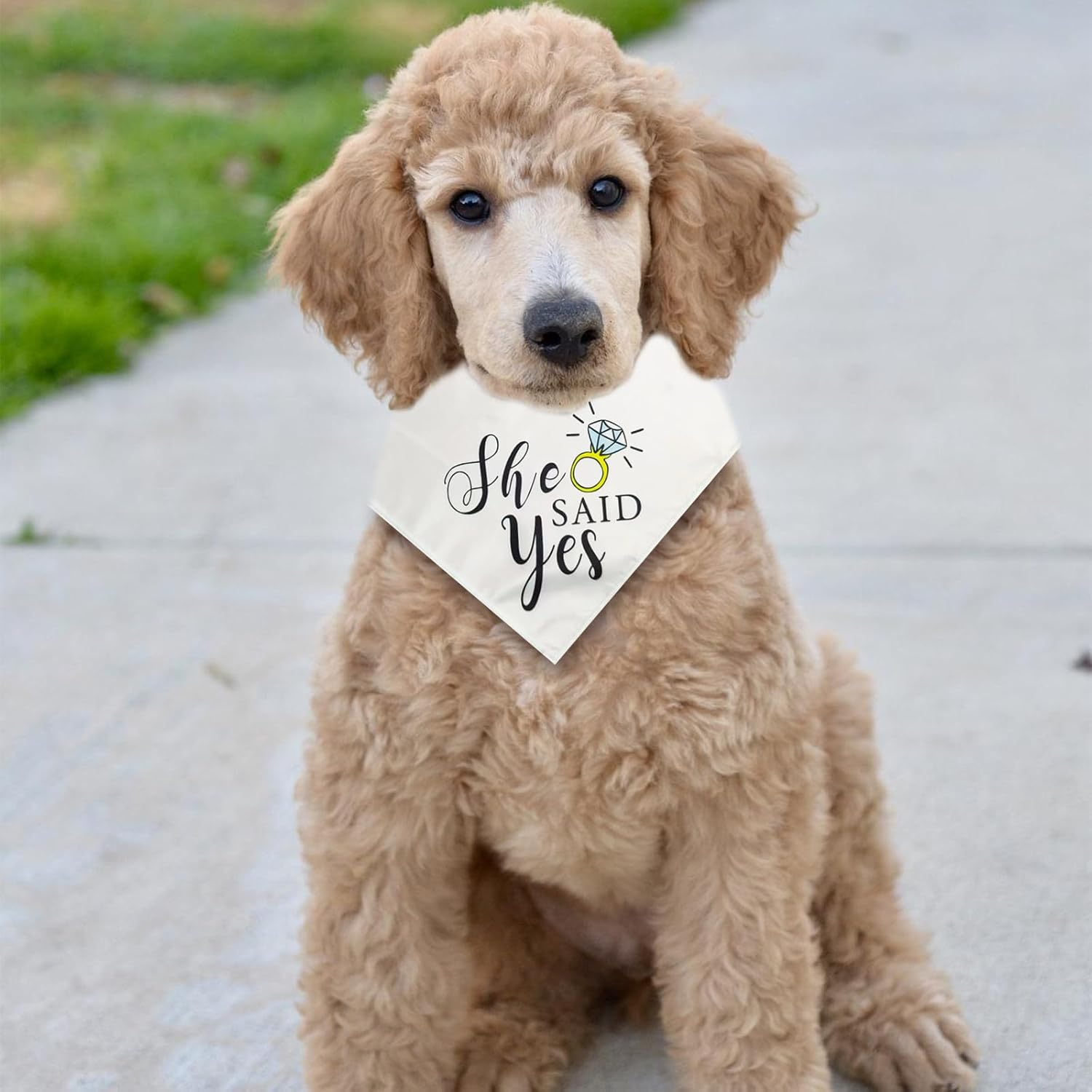 Dog Wedding Bandana, 2 Pieces My Humans Are Getting Married She Said Yes Pet Scarf, Triangular Collar, Pet Accessories for Dog Lovers, Medium and Large Dogs and Cats image number 3