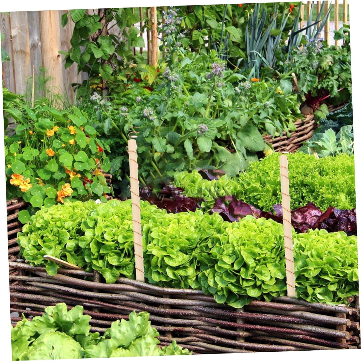 Yardenfun 4Pcs Vegetable Antenna Coils Plant Stake Gardening Coil Antenna for Garden Accessory Optimize Plant Vigor image number 5