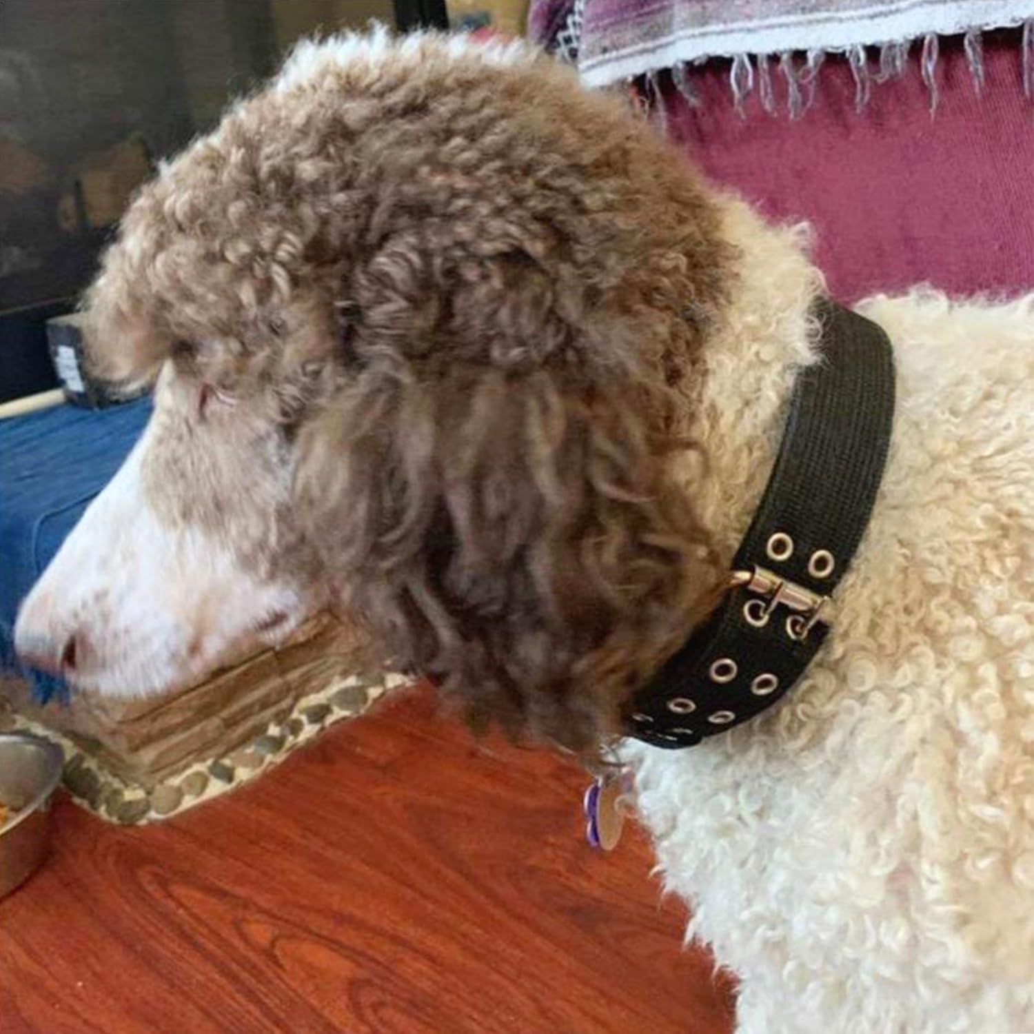 Adjustable Dog Collar, Military Dog Collar, Adjustable Nylon Dog Collar, Soft Padded Nylon Dog Collar, Used for Training, Patrolling, Running and Hunting image number 2