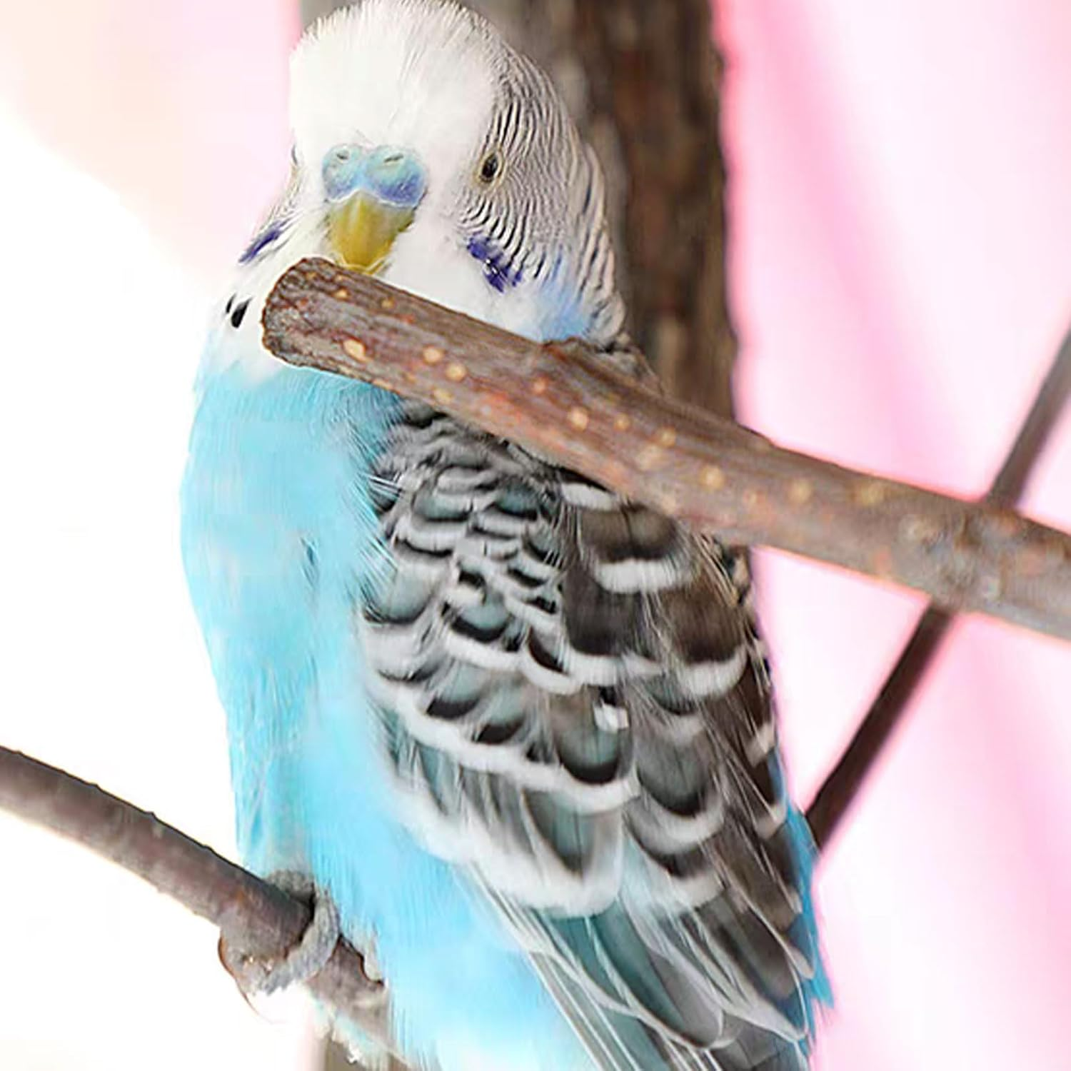 Turadh 200G Natural Apple Wood Chew Sticks,Small Animal Dental Chew Toys for Rabbits, Guinea Pigs, Chinchillas, Hamsters, Bunny Treats with Timothy Hay, Molar Teeth Stick, Rabbit Food image number 3