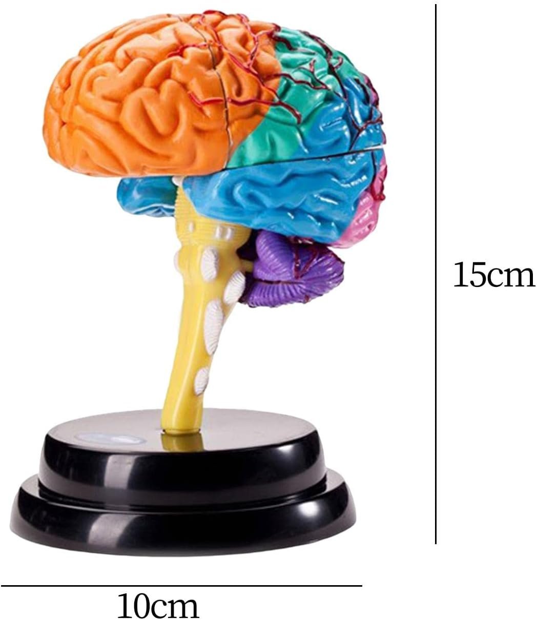 Kokiya Human Brain Disassembled Brain Model, Anatomically Correct, Multifunctional Teaching Tool, Includes Model, Rack, Manual, Booklet, Study Card, Suitable for Child, Teen, Adult image number 6