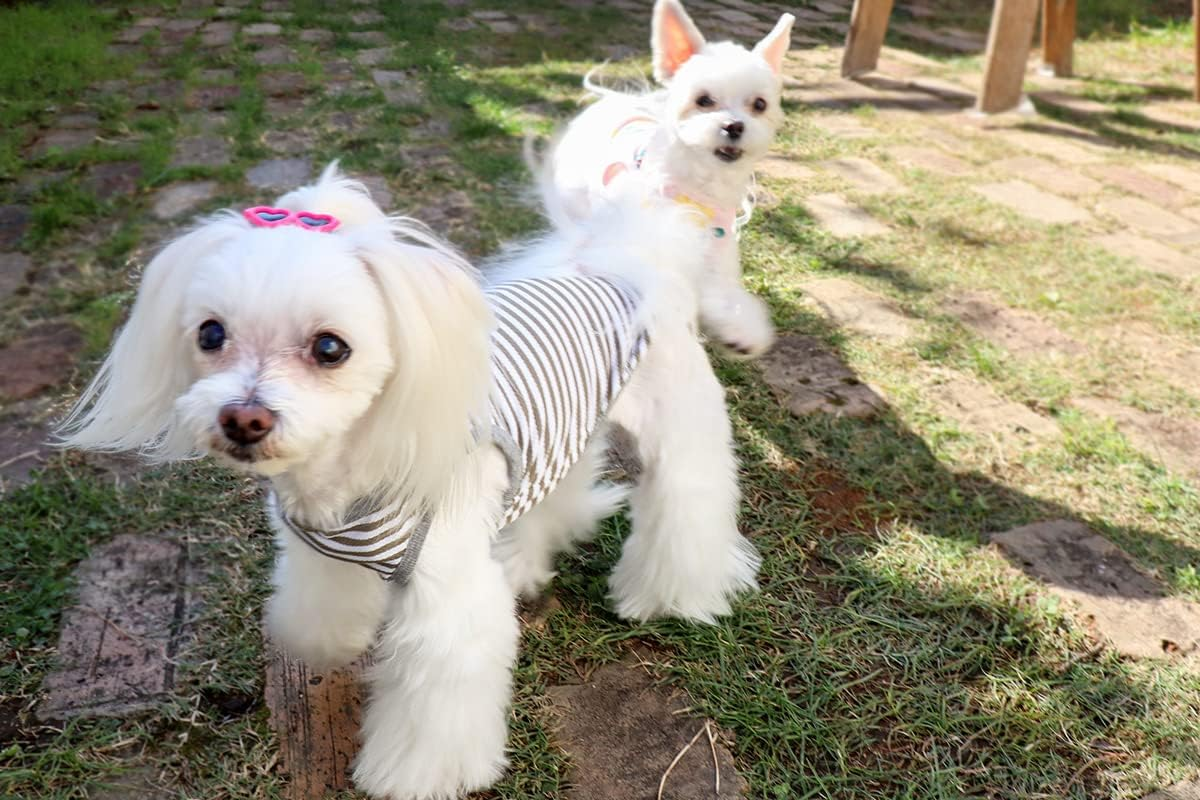 Dog Life Cool Border Marine Olive Dog 2XL