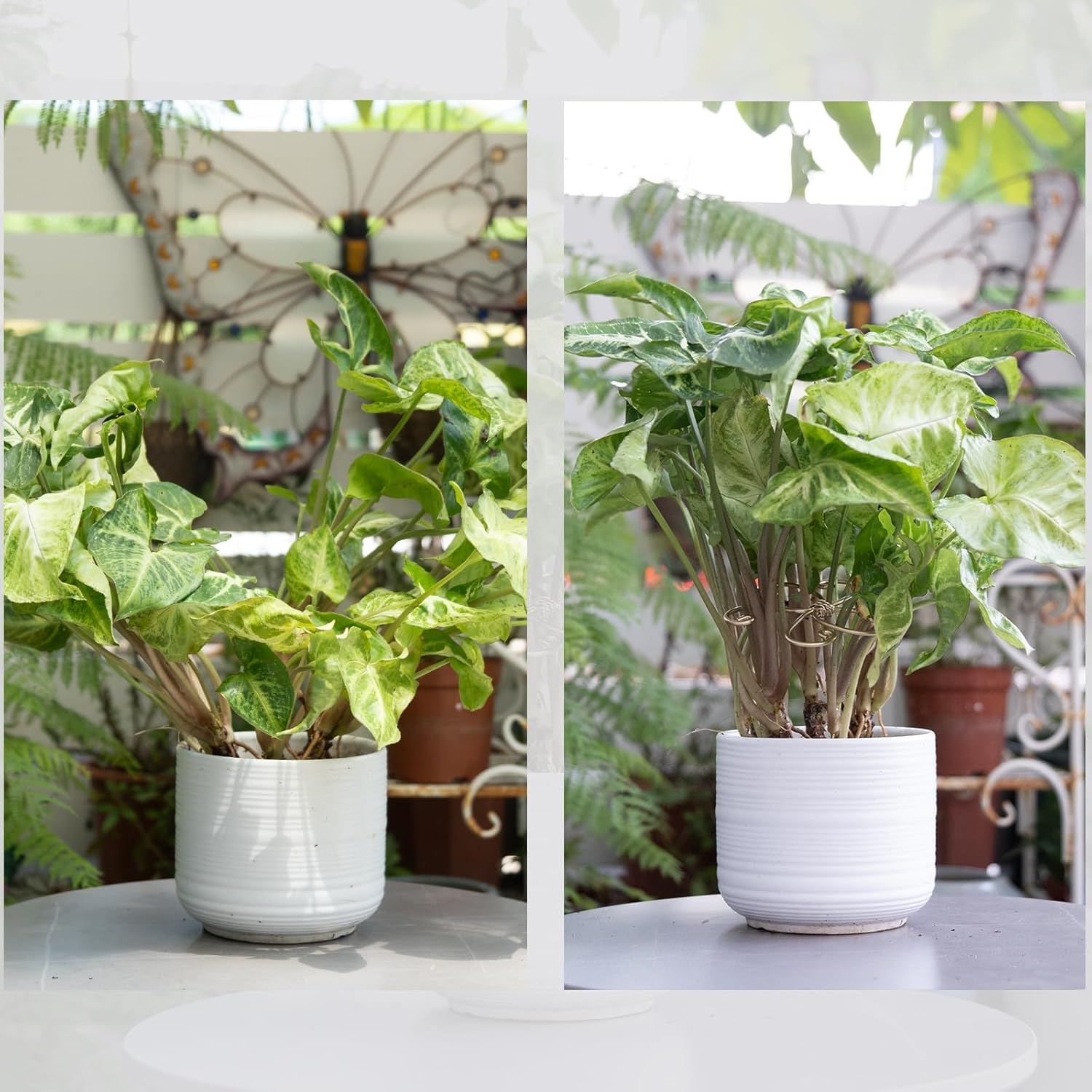 2-Pack Monstera Plant Support System - Durable Hook Stem Supports for Healthy Growth, Stabilizer for Leaves and Turtle Shells, Easy-To-Use Indoor Plant Care, Ideal Present for Plant Lovers image number 1