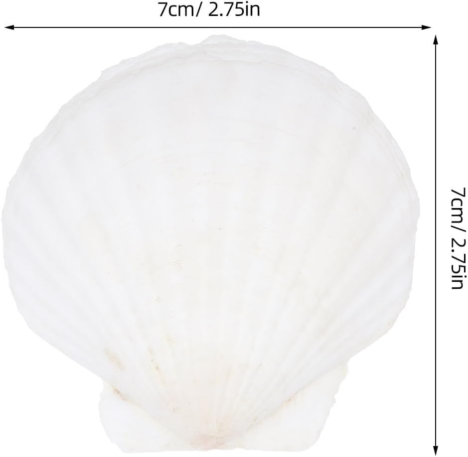 NOLITOY 40 Pcs Natural Shell Decoration Ocean Ornaments Sea Shell Christmas Ornaments Nautical Party Favors Desk Topper Scallop White Decorations Seashells for Crafts Bead Large Seaside