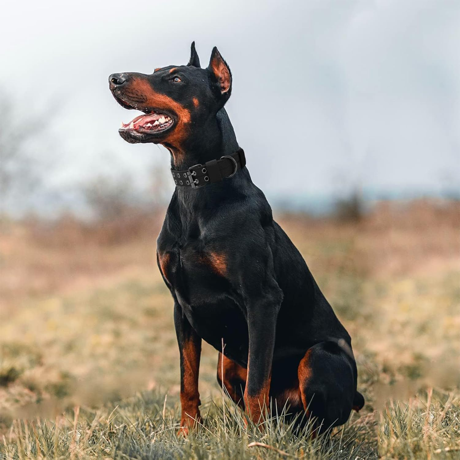 Adjustable Dog Collar, Military Dog Collar, Adjustable Nylon Dog Collar, Soft Padded Nylon Dog Collar, Used for Training, Patrolling, Running and Hunting