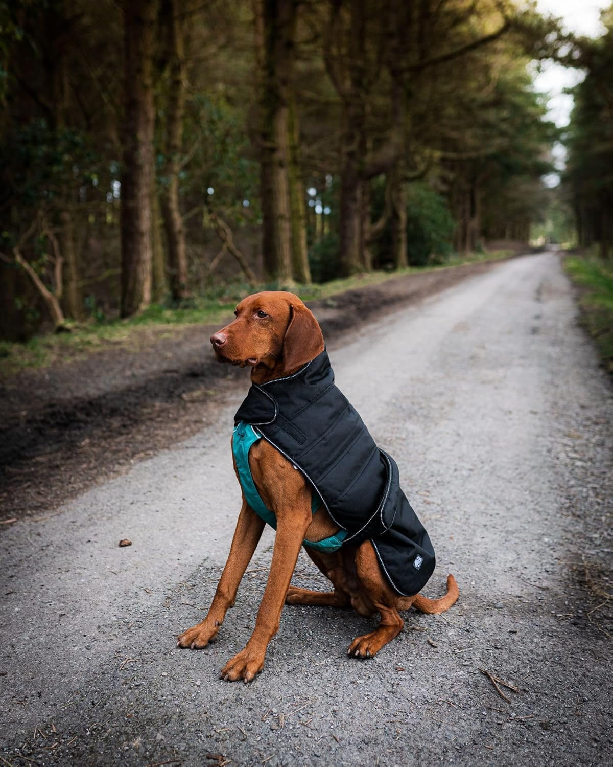 Danish Design Black Harness Dog Coat 30Cm (12")