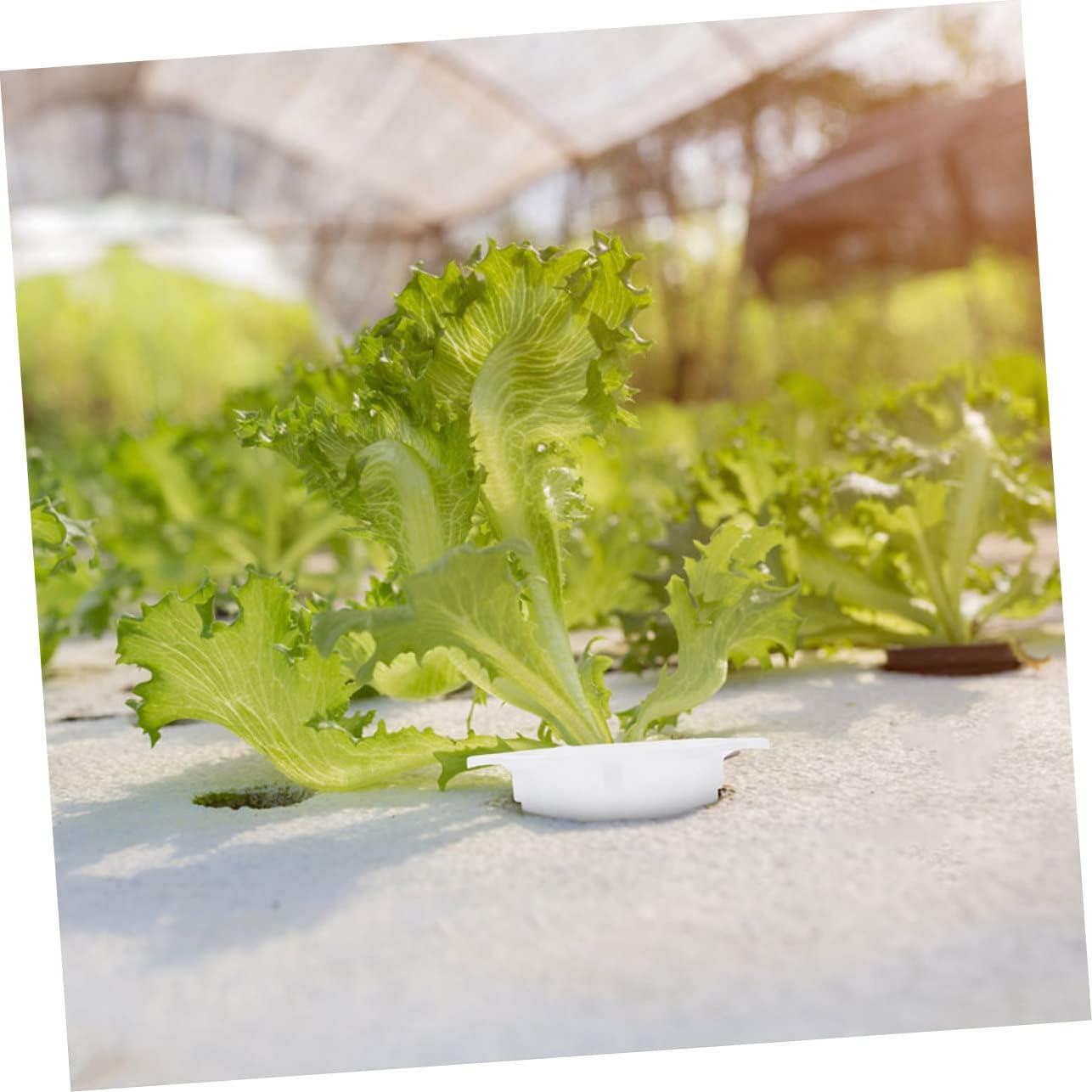 Yardwe 100Pcs Hydroponic Net Pots Mesh Cups for Plants Slotted Plastic Gardening Plant Baskets Grow Basket for Seedling Nursery and Hydroponic Systems image number 2