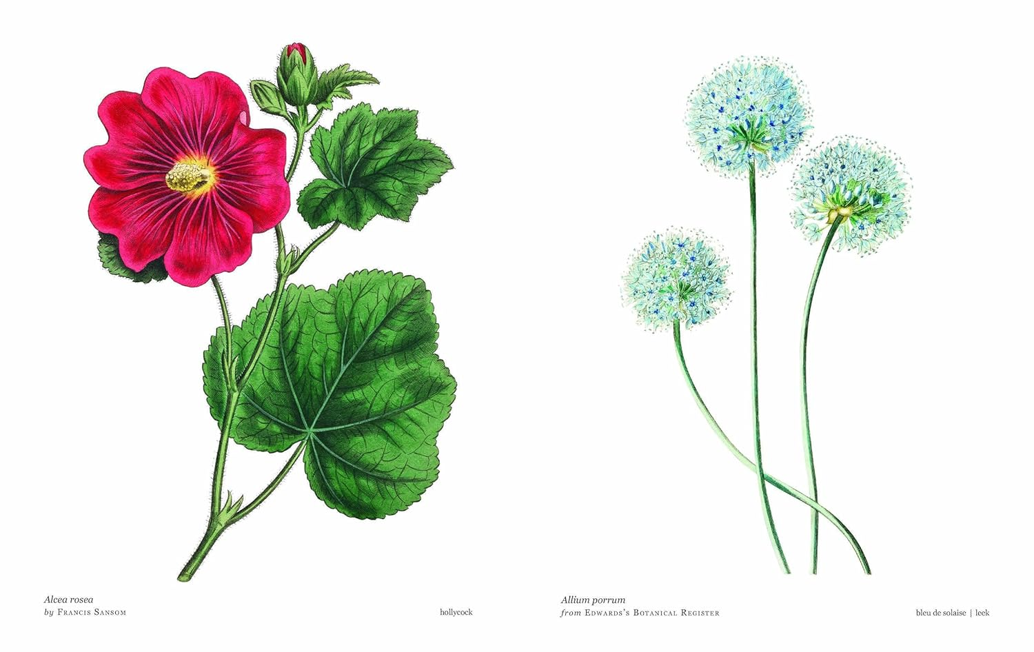 Biblioflora: a Celebration of Floral Beauty in Botanical Art image number 1