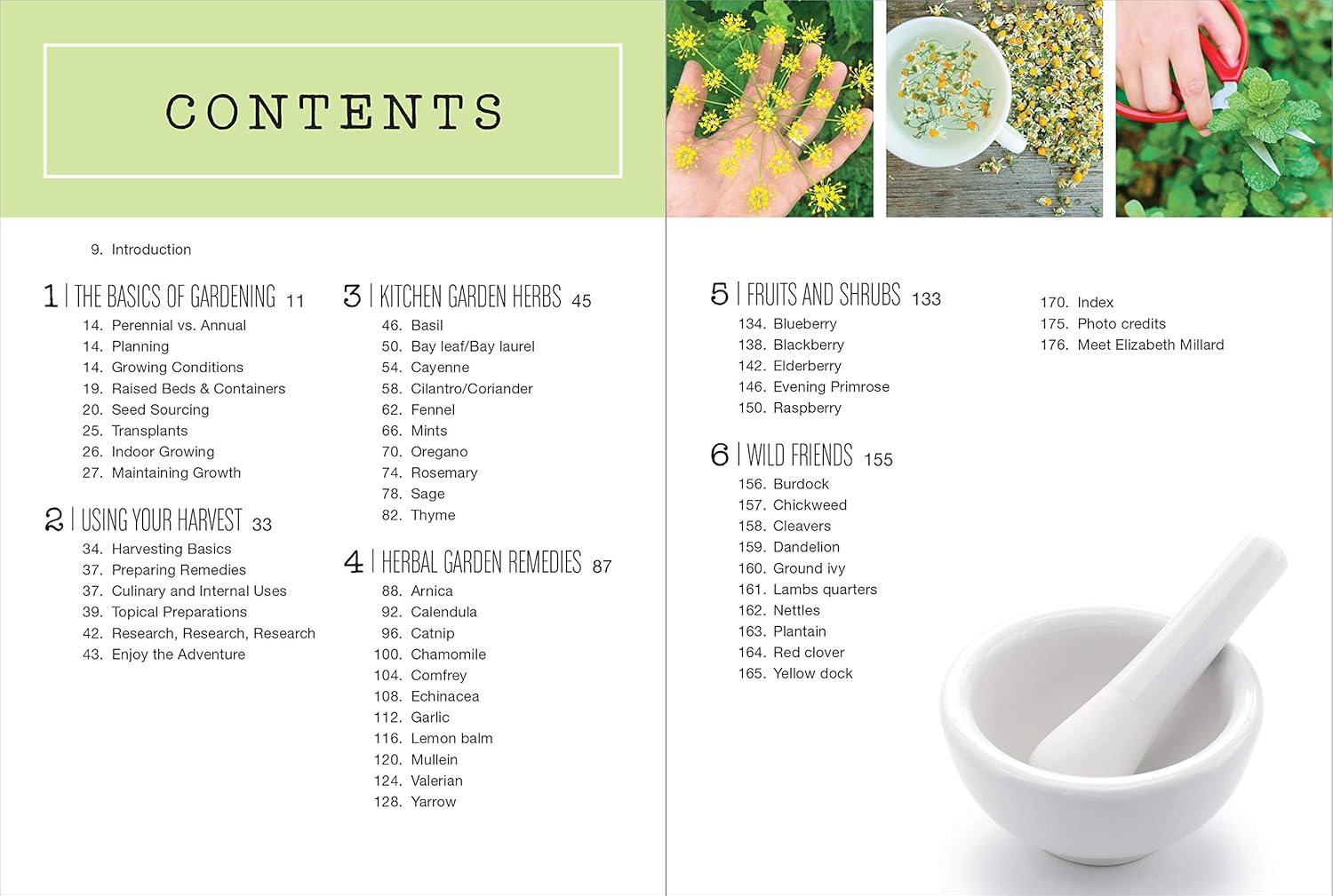 Backyard Pharmacy (Mini): Plants as Medicine image number 2