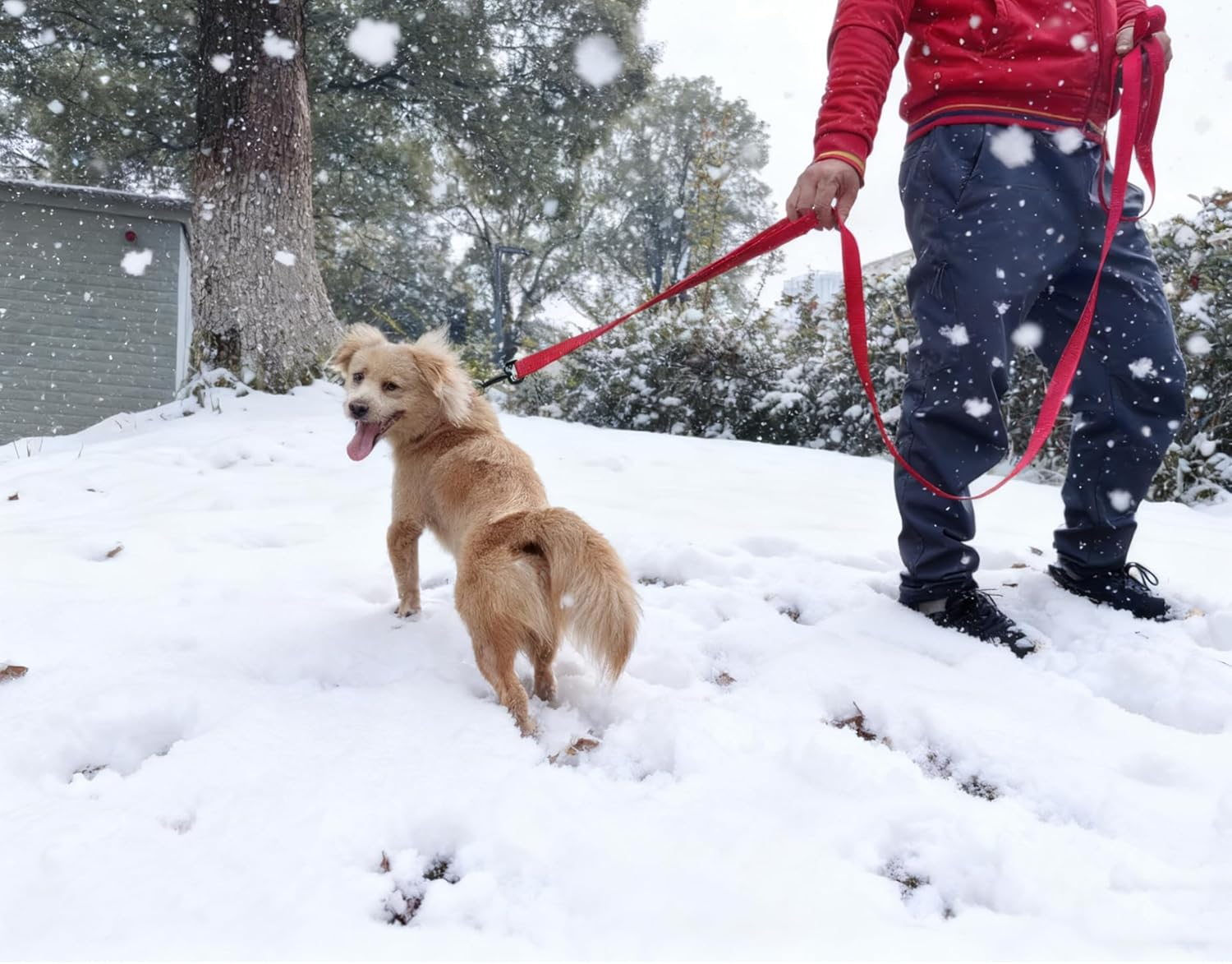 SEPXUFORE 10 FT Traffic Leash with 2 Handle Dog Leash Reflective, Easy Control Training Walking Nylon Two-Double Handle Dog Leash for Large Medium Dogs and Pullers image number 6