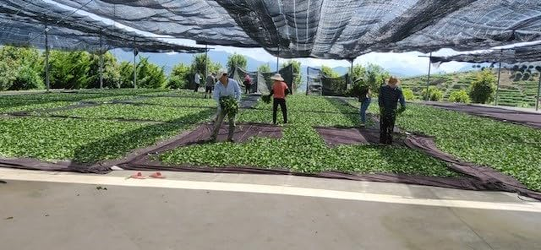 Li Shan High Mountain Oolong Tea 125G 2000 Meters above High-Altitude Pollution-Free Loose Leaves Premium Healthy Tea Beverage image number 5