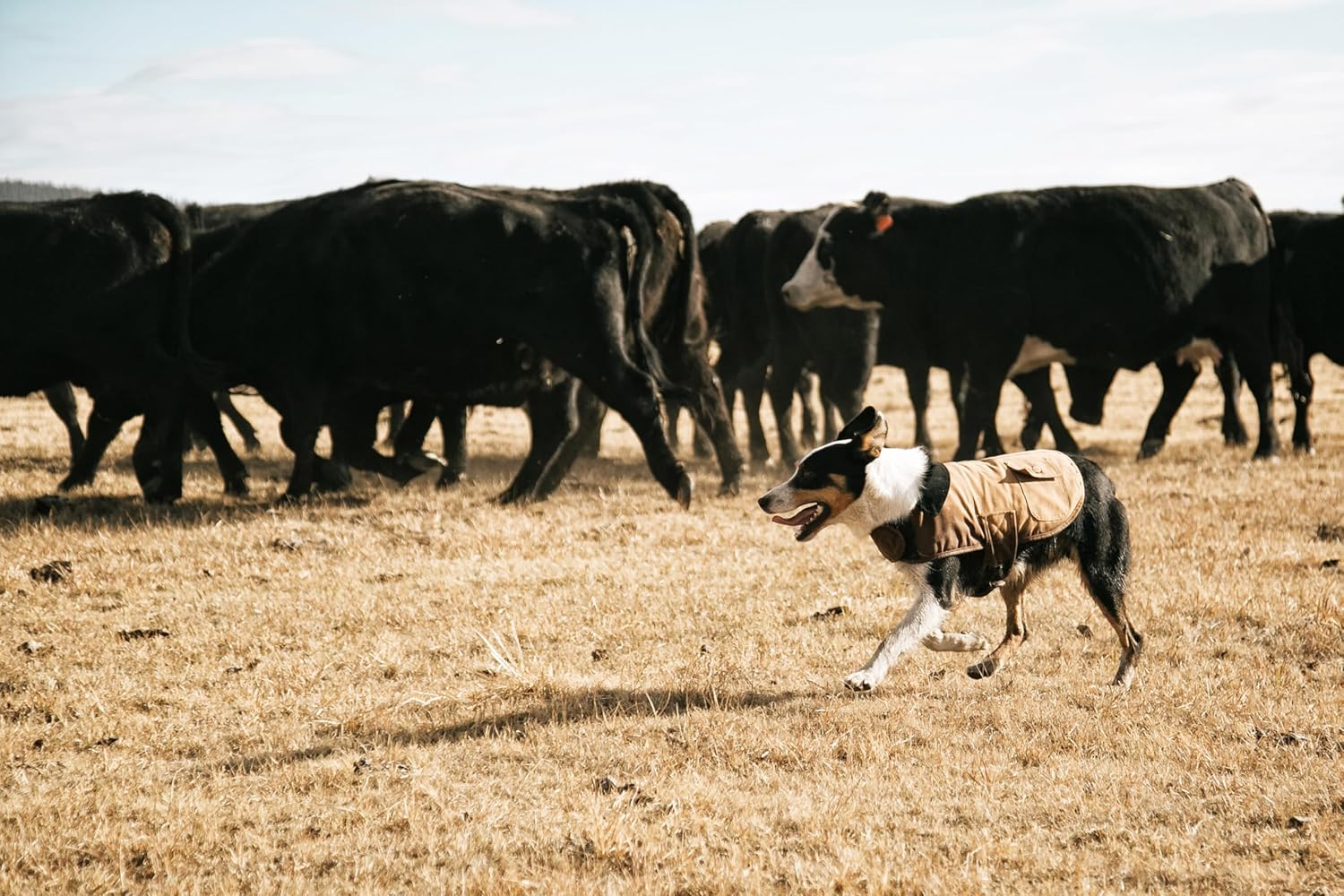 Carhartt Chore Coat, Dog Vest, Water Repellent Cotton Duck image number 4