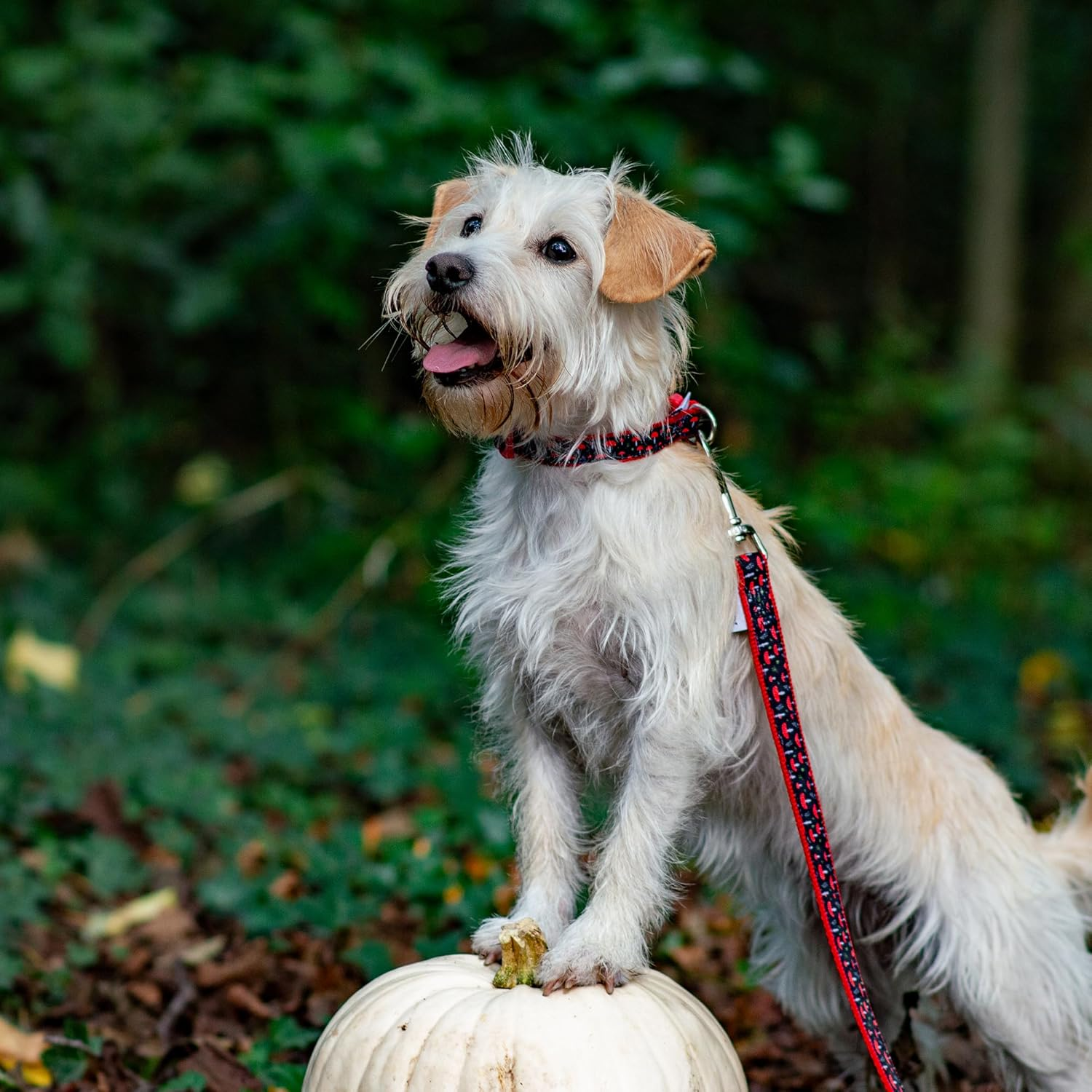 Ancol Mushroom Patterned Strong Hardwearing Nylon Adjustable Dog Collar to Fit Neck 30-50 Cm Size 2-5 image number 1