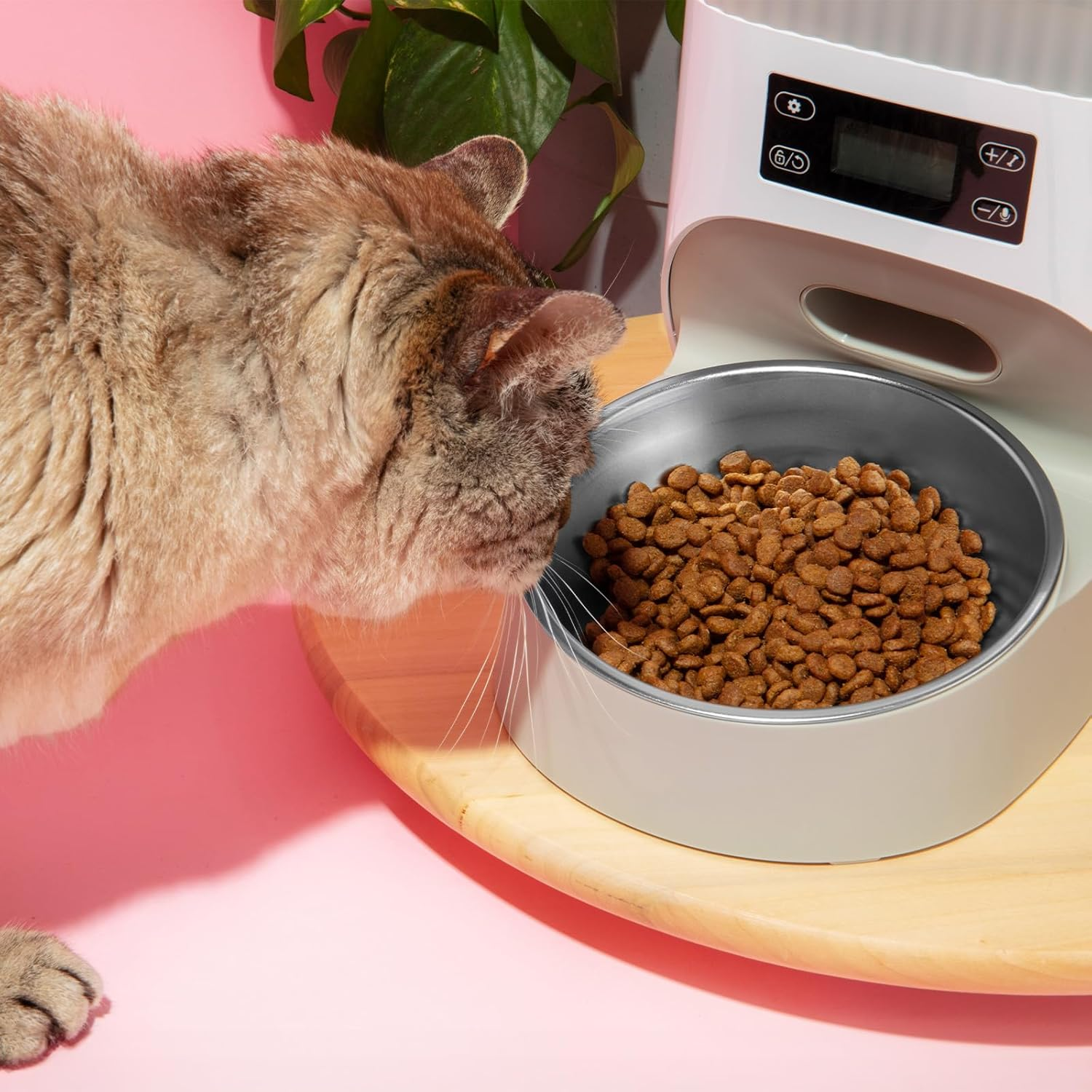 5Packs Cat Food Bowl 5.9Inch Stainless Steel Cat Food Bowl Shallow and Wide Cat Wet Food Bowl Pet Feeding Bowl Kitten Food Bowl Replacement Basic Small Dog Bowl for Indoor Kitten Puppy Small Dog image number 1