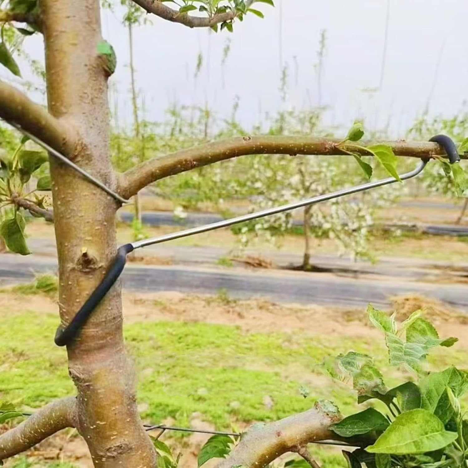 Fruit Tree Branch Spreader 20PCS Fruit Trees Limb Spreader Versatile Durable Solution for Tree Support Branches Extension (7 Inches)