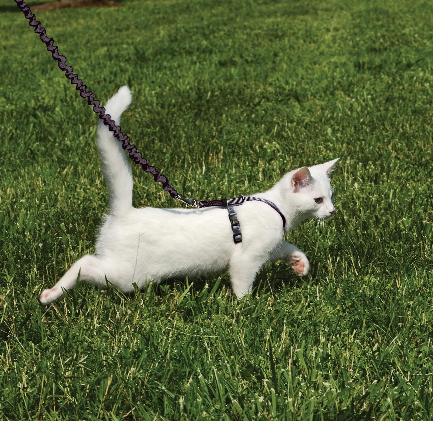 Petsafe Come with Me Kitty Harness and Bungee Leash, Small, Black image number 3