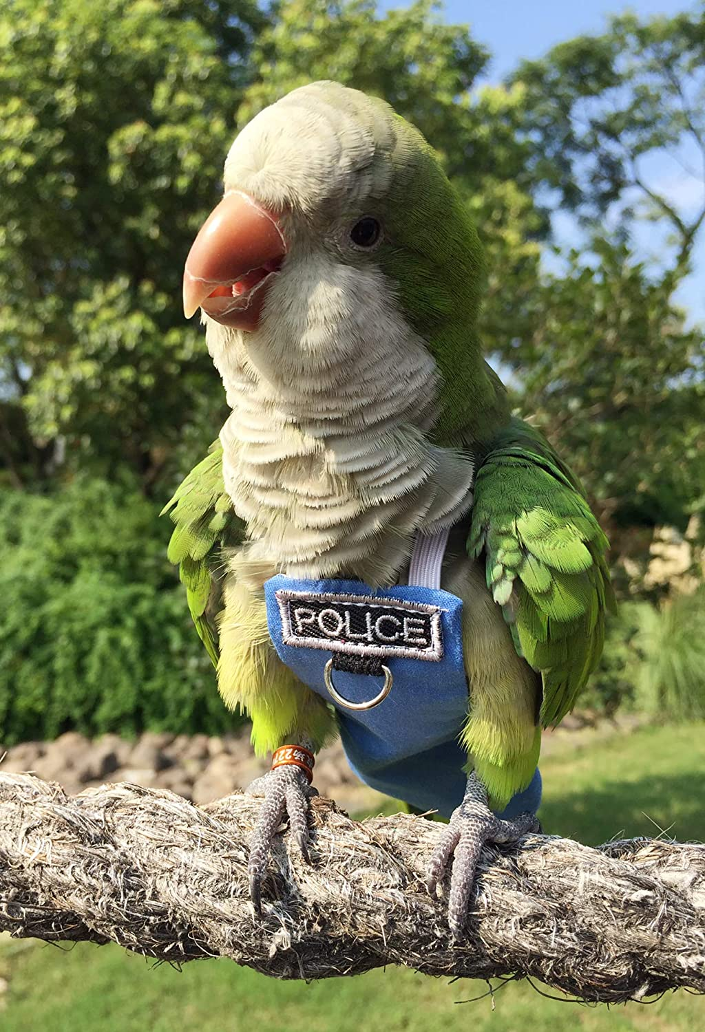 Poli(L) Bird Flight Suits & Diapers - Reusable, Waterproof Pet Bird Supplies image number 6