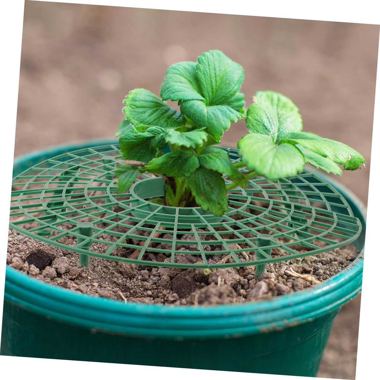 INOOMP 4Pcs Planting Rack Plant Support Cage Strawberry Growing Support Garden Tie Plant Risers for Patio Supplies image number 2