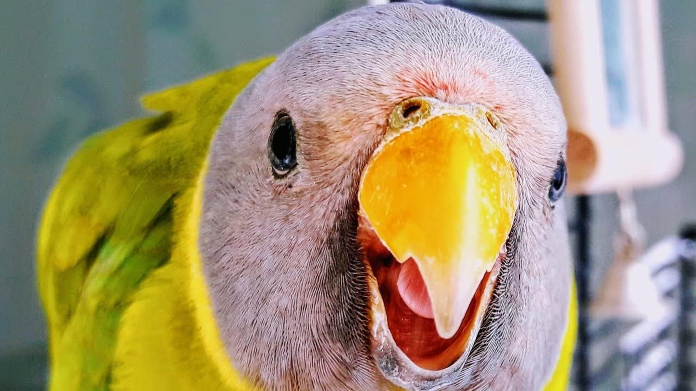 JW Pet Bird Toy, 8.5 X 5.3 X 2.3 Inches, 31037 image number 2