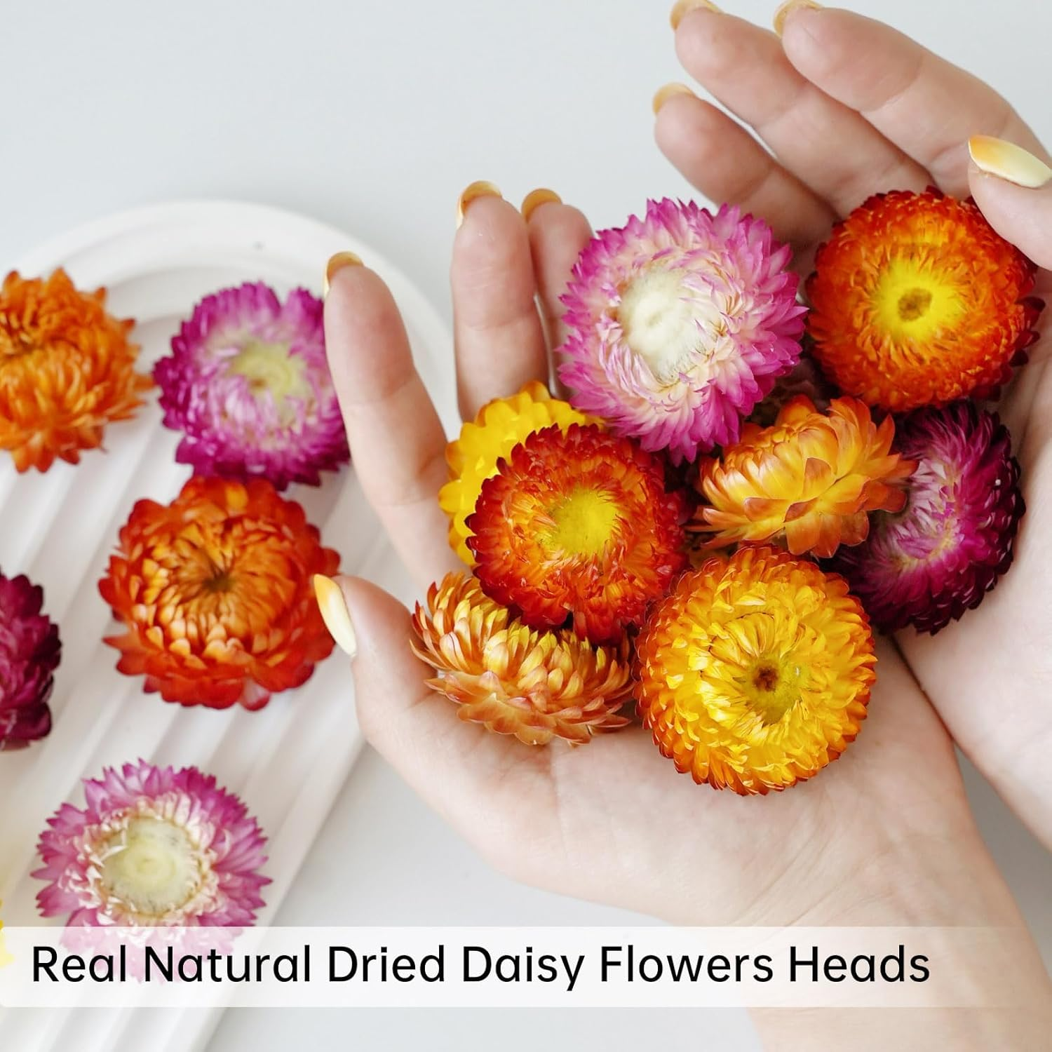 Natural Dried Daisy Flowers Heads - 30~40 Pcs Gerbera Daisies Real Sunflowers Chrysanthemum, Dry Flower Arrangements for Wedding Decor, Home Party Decoration and DIY Craft (Multi Colors) image number 5