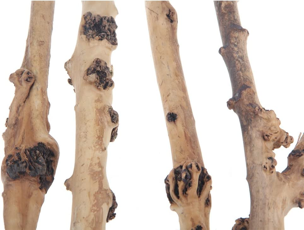 Reptile Decor Natural Forest Branch Terrarium Wood Aquarium Ornament, 4 Pack image number 1