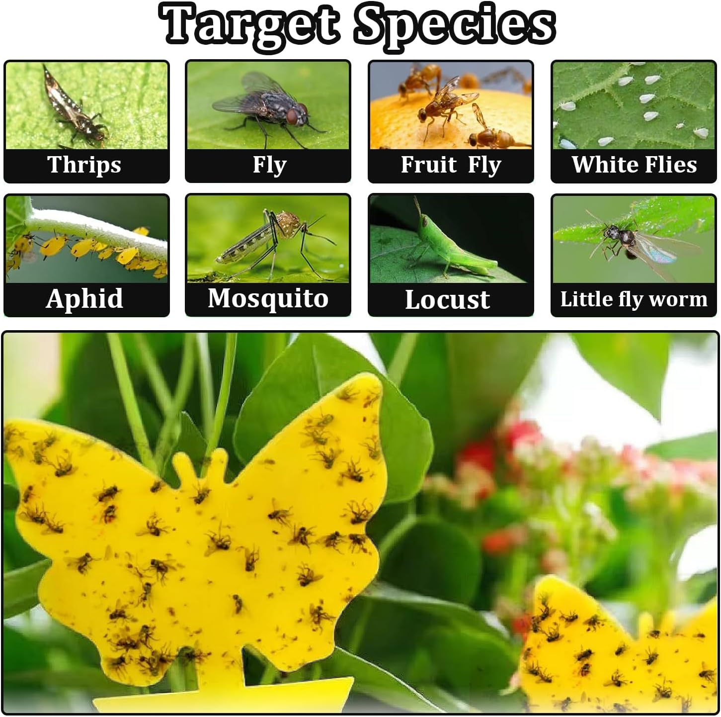 60 PCS Sticky Traps, Fruit Fly and Gnat Sticky Bug Trap, Yellow Dual-Sided Sticky Insect Catcher for Fungus Gnats Whiteflies Mosquitos Aphids Leafminers Flying Insects Indoor and Outdoor Use
