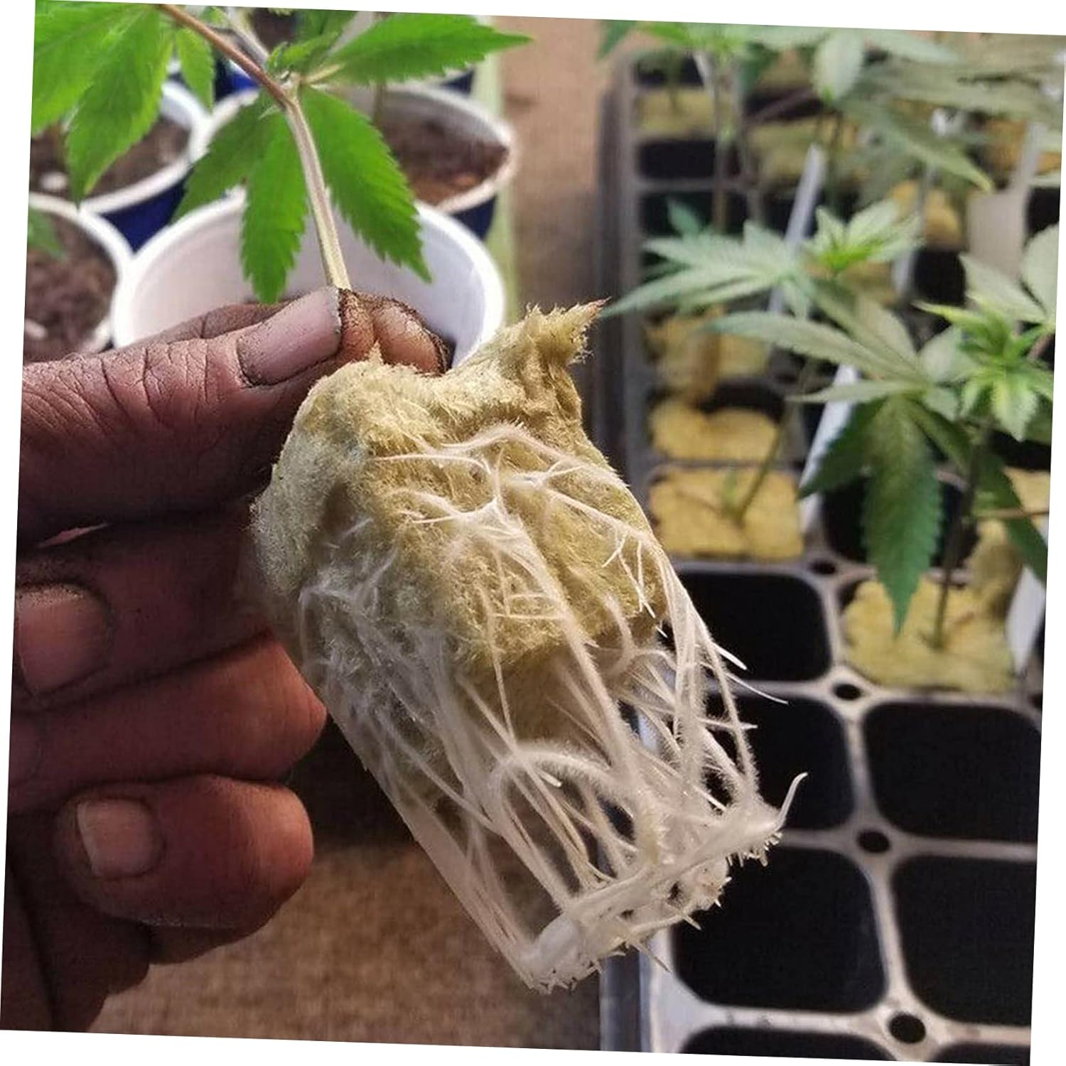 Soilless Cultivation Mineral Wool Starter Plugs Hydroponic Plant Nursery Blocks 36X36X40Mm 28Pcs for Vegetable Propagation and Hydroponics Gardening Accessories image number 5