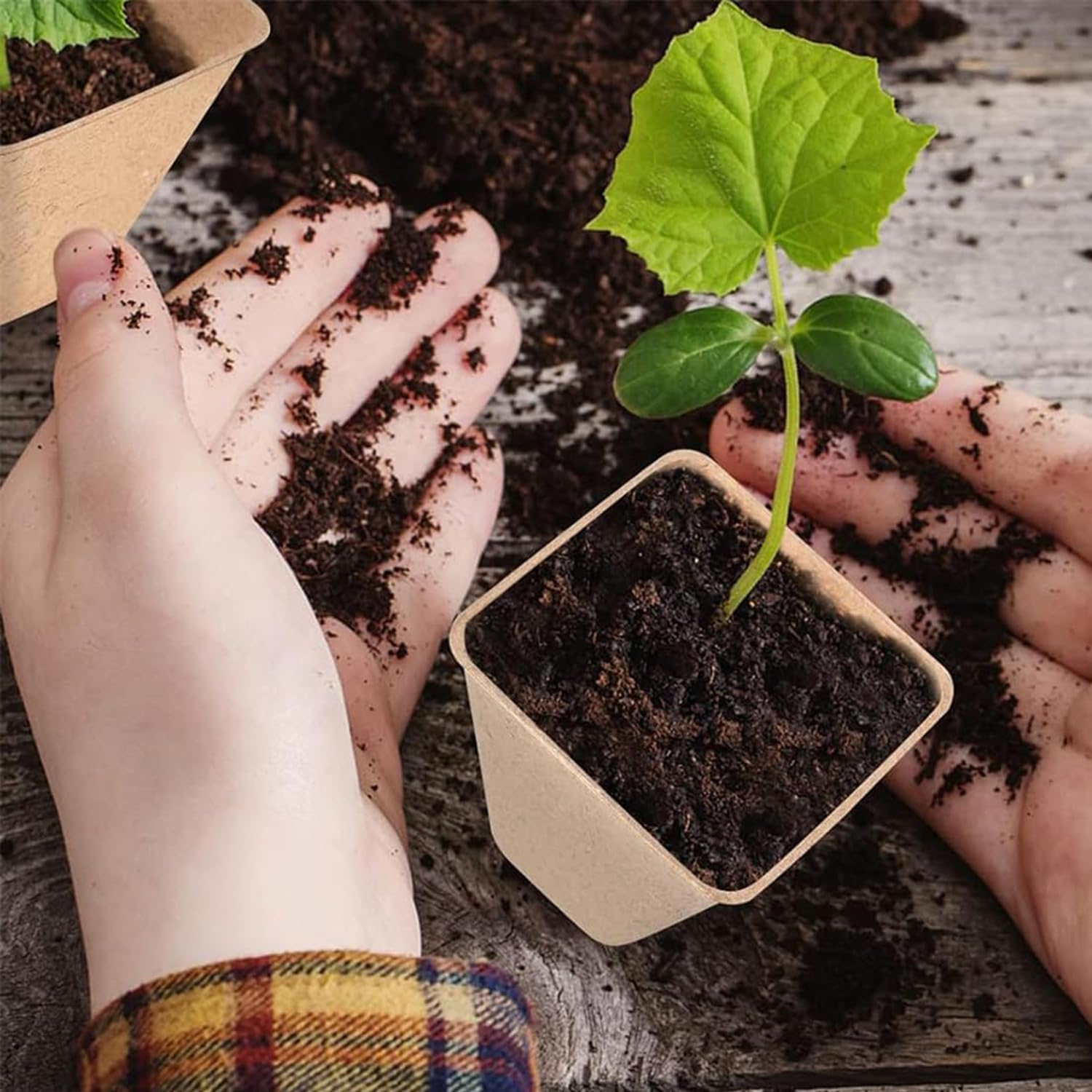 Xinghonyac 20 Pcs Seedlings Pots, Degradable Garden Germination Nursery Pot with Vent Humidity Lid, Eco-Friendly Peat Pots, Square Seed Starter Pots for Plants, Flowers, Vegetables (8Cm) image number 3