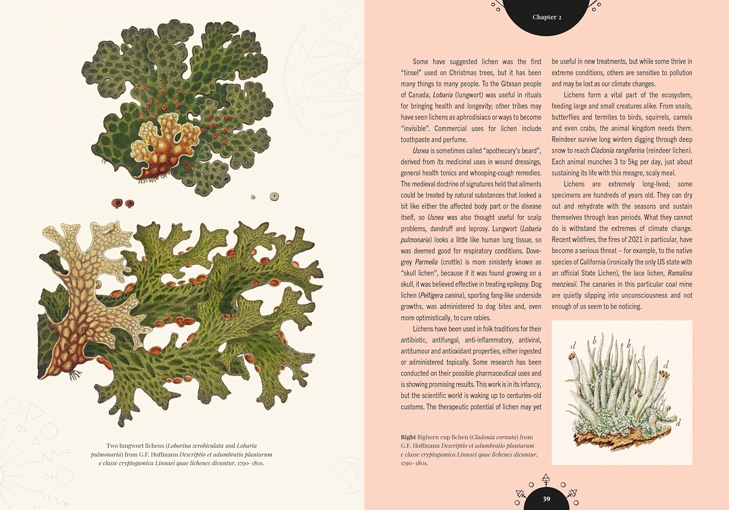 The Magic of Mushrooms: Fungi in Folklore, Superstition and Traditional Medicine image number 4