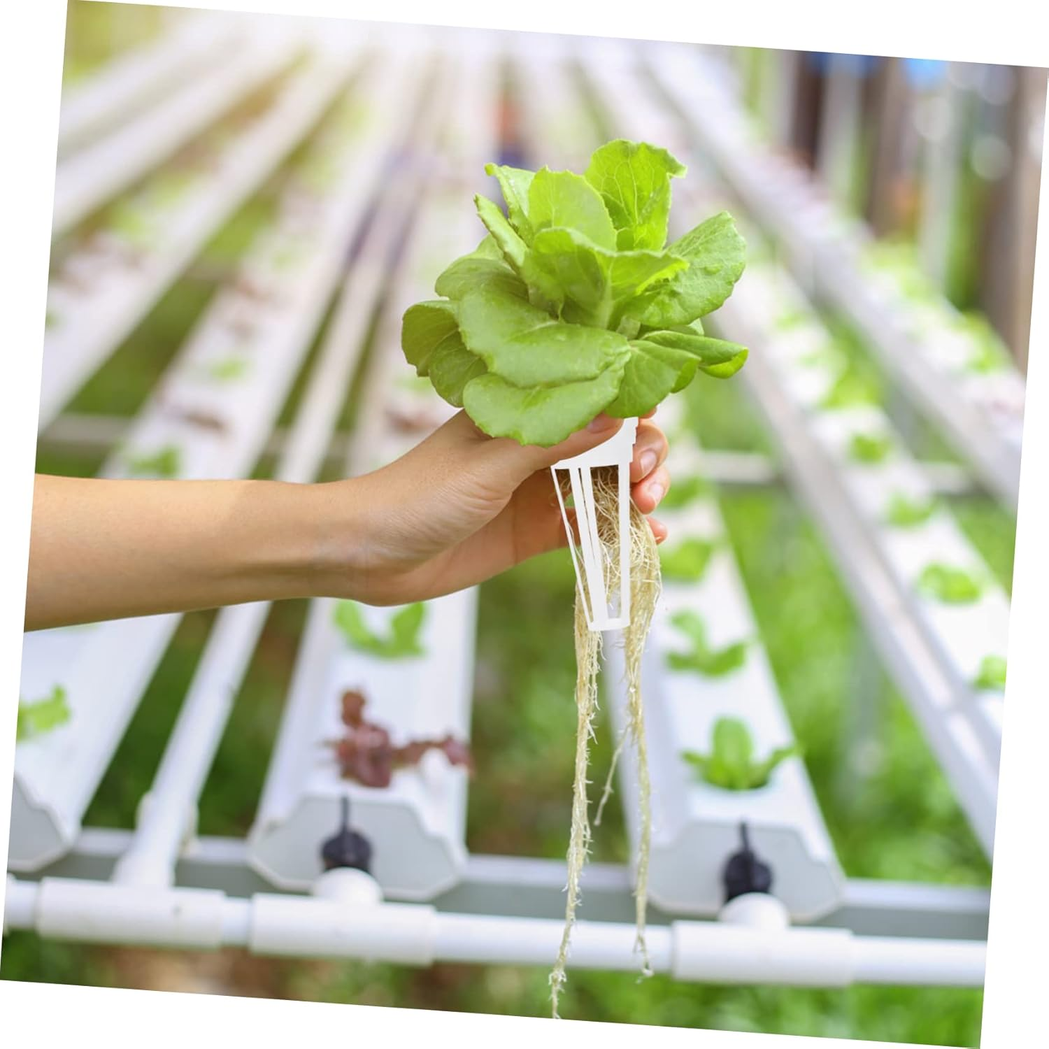 CIMAXIC 50Pcs Plastic Planting Basket Hydroponic Basket for Soilless Planting Cup Garden Supplies for Seedling Pots and Hydroponic System Use image number 2