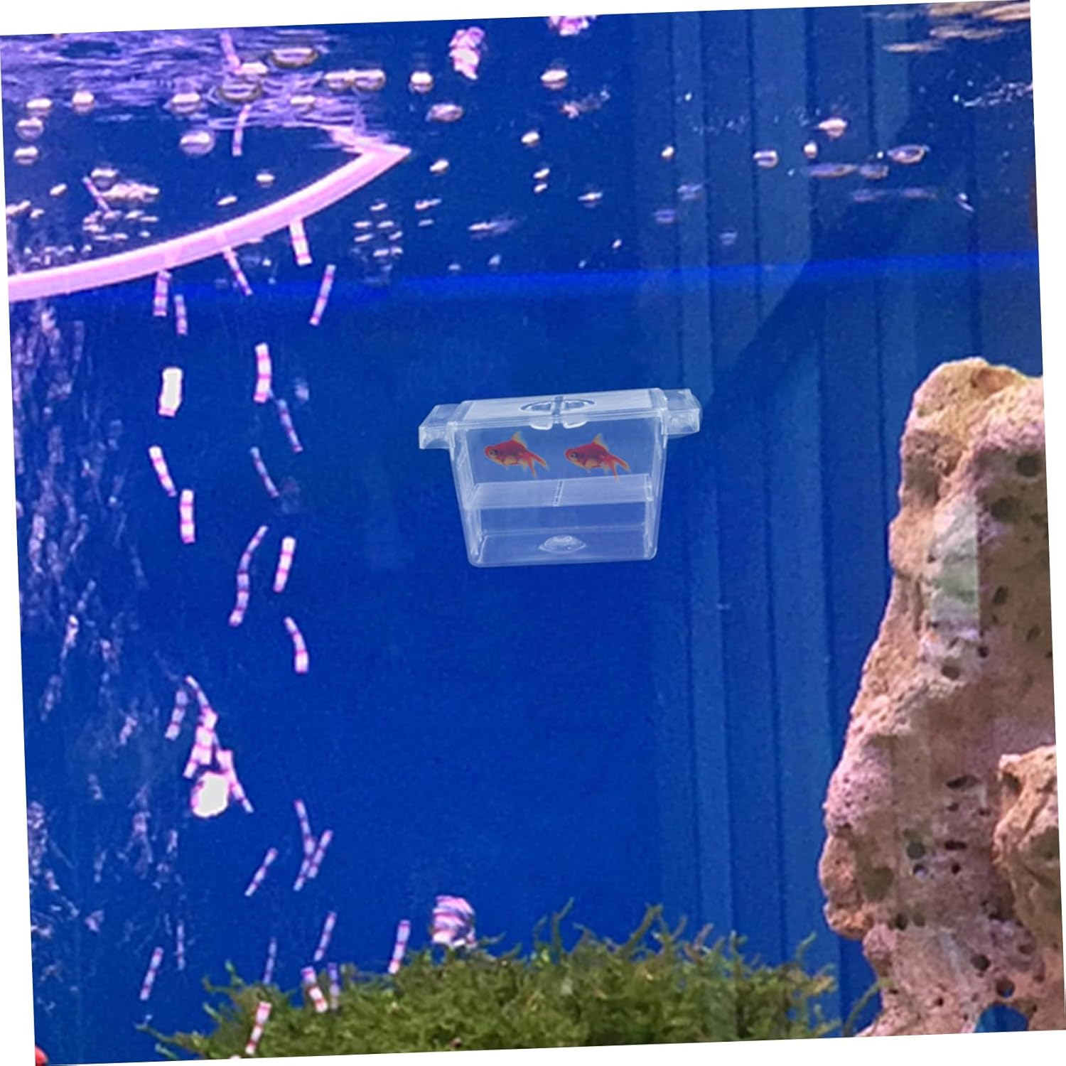 BESPORTBLE Fish Breeding Box with Suction Cups, Self-Floating Double-Layer Aquarium Divider for Betta Fish Incubation and Fry Isolation, Hatchery Tank for Aquatic Pets image number 6