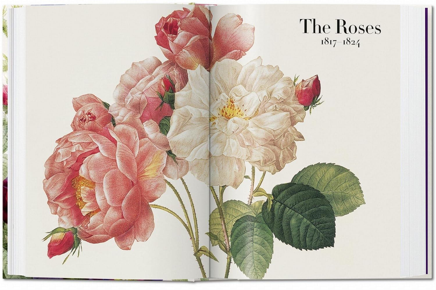 Redout&eacute;. the Book of Flowers. 40Th Ed. image number 2
