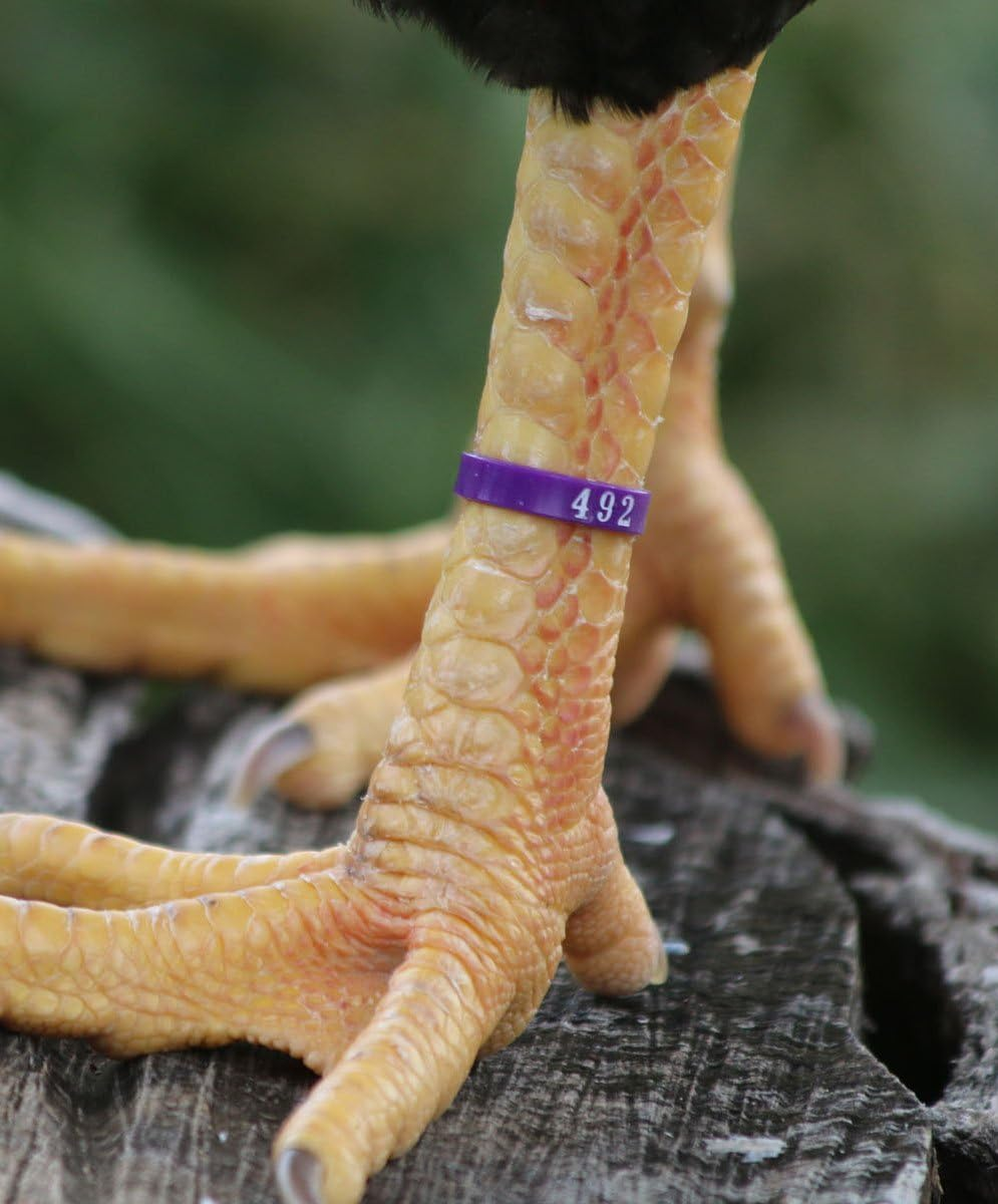 Chicken Hill 50 Zband Numbered Poultry Leg Bands Fluorescent ~ Fits Sizes 6 to 14 image number 4