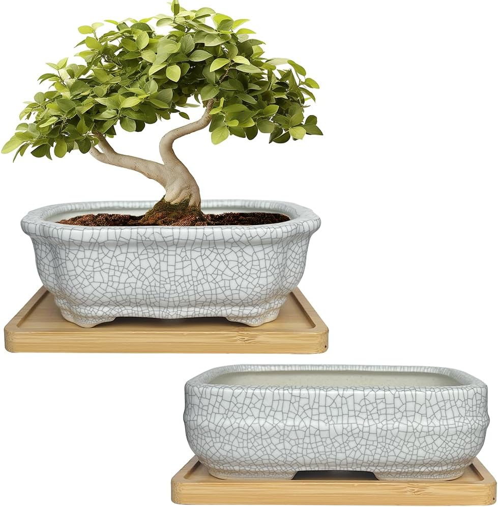 MUZHI 2 Pack Amazing Ice Crack Glazed Ceramic Bonsai Pot White Color 5.8 Inch with Bamboo Tray, Plant Pot Succulent Planter for Office Home Garden Decor Gift