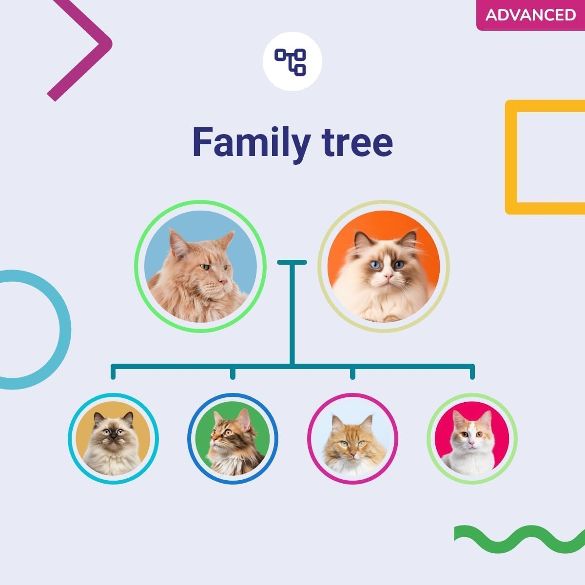 Koko Genetics DNA Test for Cats Advanced - (+150 Reports of Breeds, Health and Traits) - Upgrades at No Cost