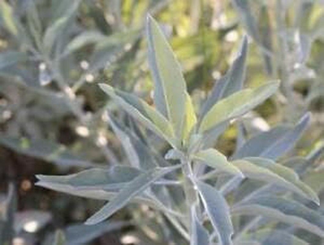 Sacred SAGE White/Salvia Apiana 20 Seeds