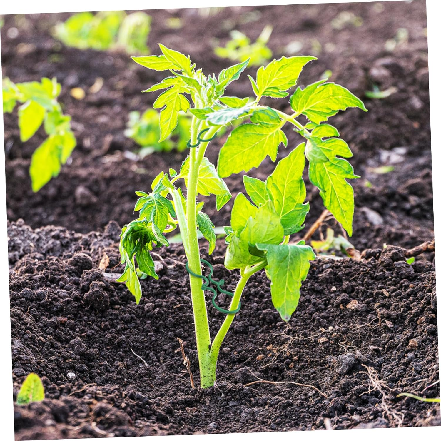 100Pcs Small Plant Support Clips Garden Tie Tomato Vine Trellis Clips for Climbing Plants and Vegetable Stems Gardening Supplies