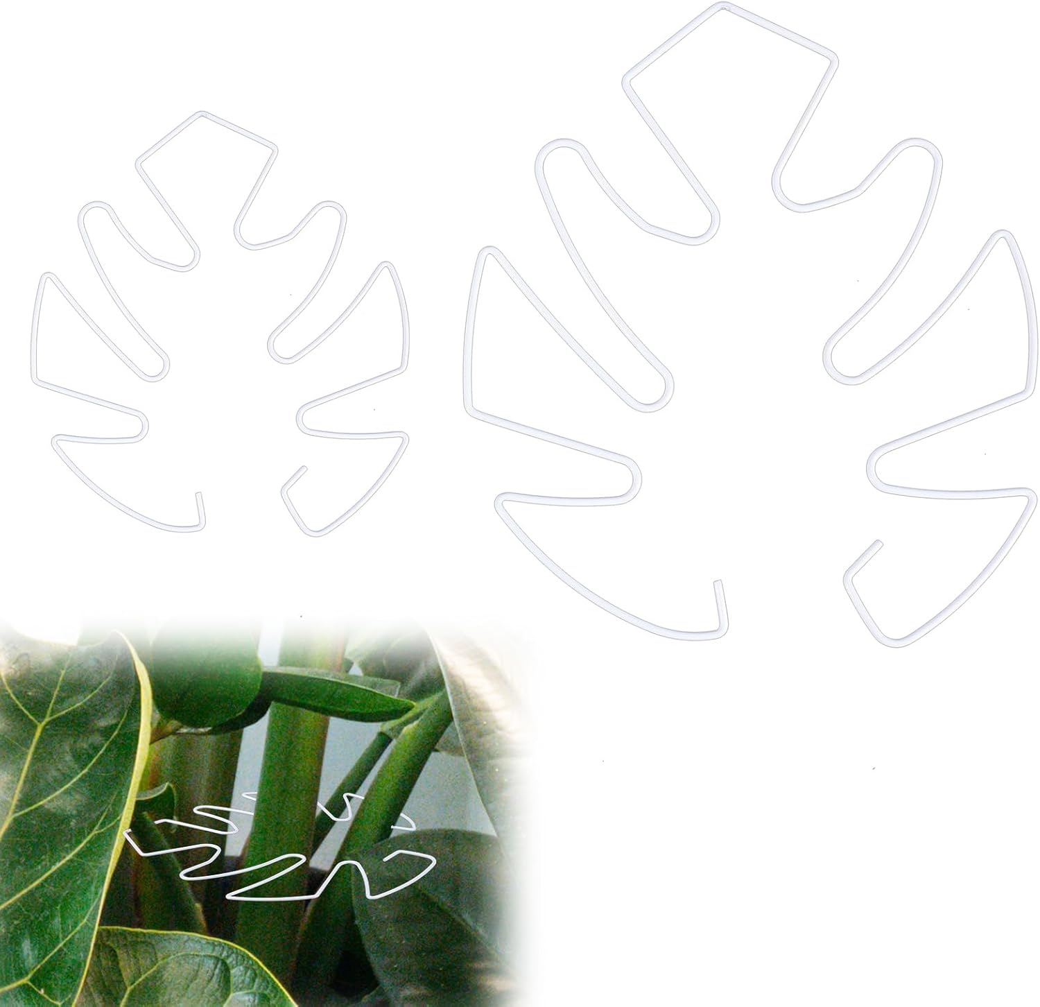 BOXOB 2Pcs Monstera Leaf Plant Support, 2 Size Climbing Plant Stem Support Hooks Ideal Monstera Stabilizer Grapple Holder Turtle Shell Clamp Set for Thriving Growth Plant(White) image number 5
