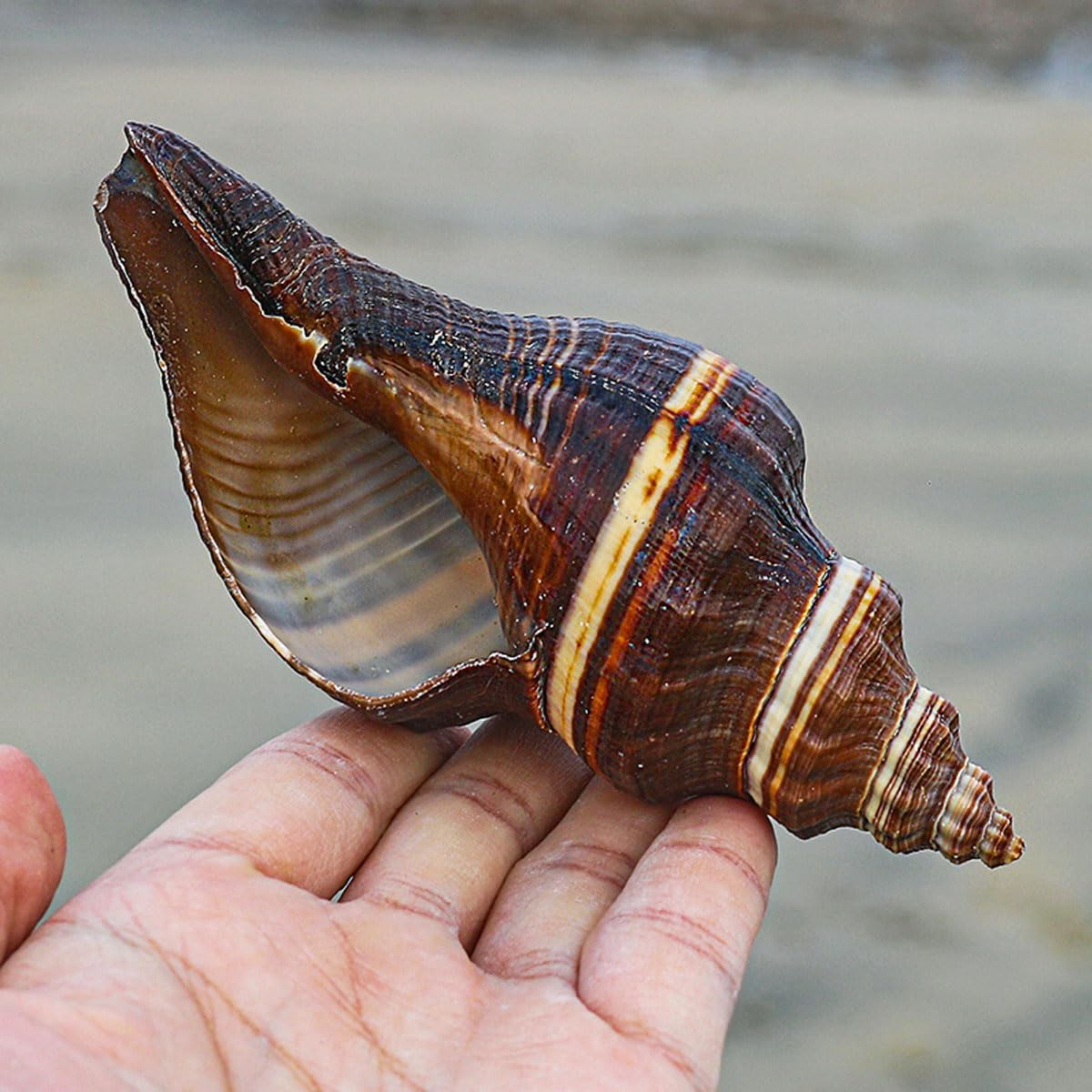 Shells,Conch Shell, for Decoration Natural Conch Shell 12-15Cm for Wedding Decor Beach Theme Party, Home Decorations,Diy Crafts(11~12Cm) image number 2