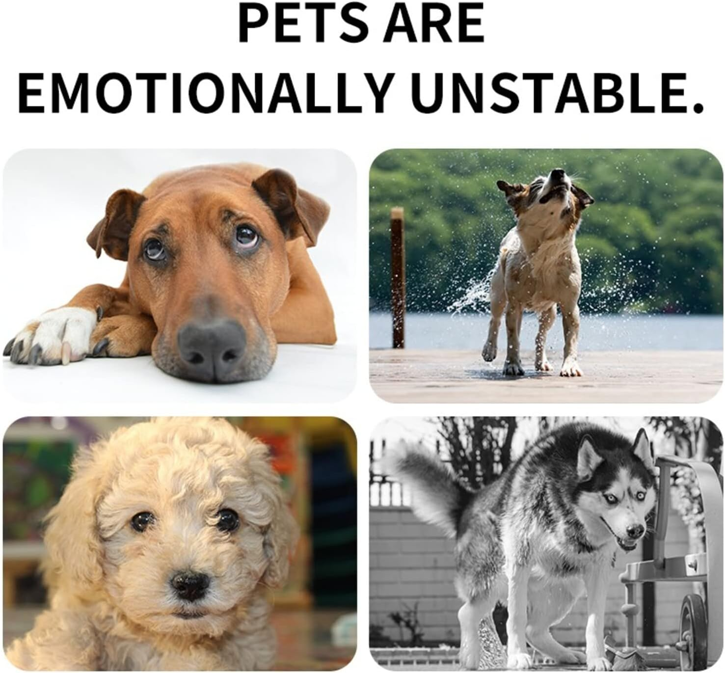 Pets4Luv Calming Collar for Dogs Reduce Anxiety for Your Pets Pheromone Calm Collars Adjustable and Waterproof 3Packs image number 5