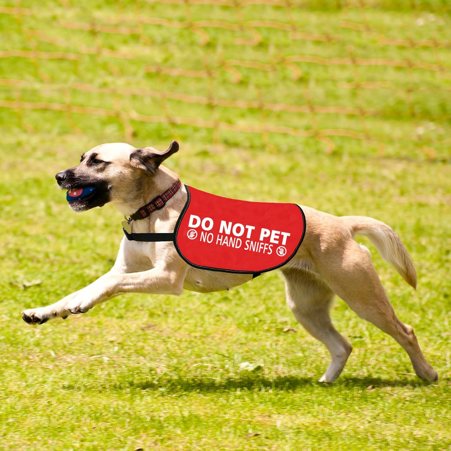 JXGZSO Nervous Anxious Dog Slogan Warning Vest Do Not Pet No Hand Sniffs Dog Jacket Vest (No Hand Sniffs L) image number 5