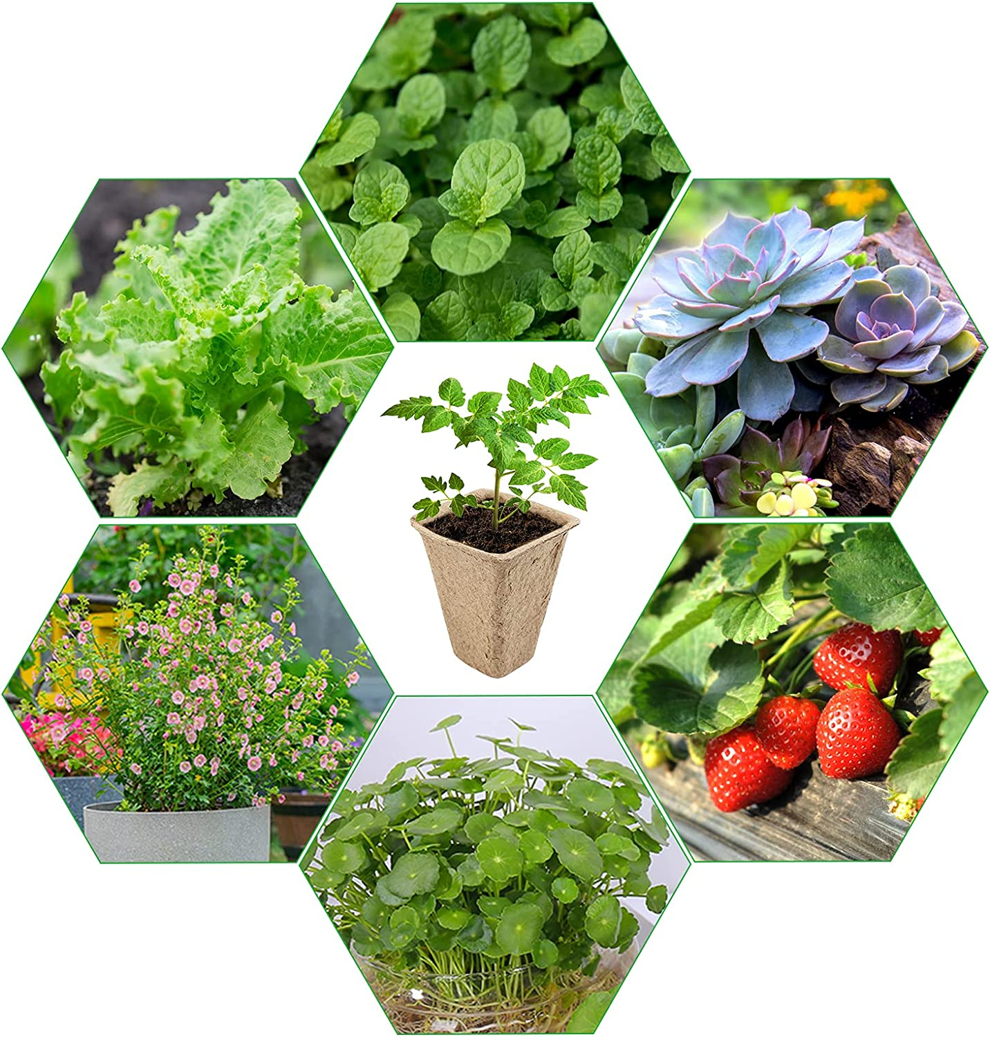 GWHOLE 144 Cell Seed Starter Tray Kit 12PCS X 12 Cell Seedling Trays Paper Peat Pots Organic Plant Peat Pots Germination Seedling Trays for Organic Vegetables, Greenhouse Plants, Seed Nursery image number 6